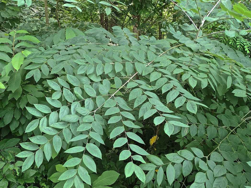 Gymnocladus dioicus