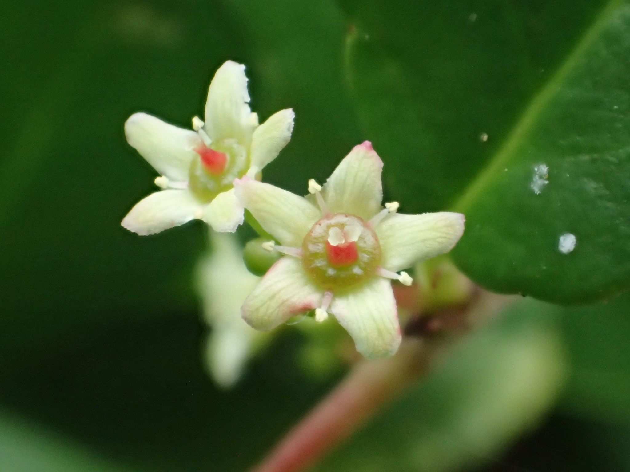Gymnosporia diversifolia