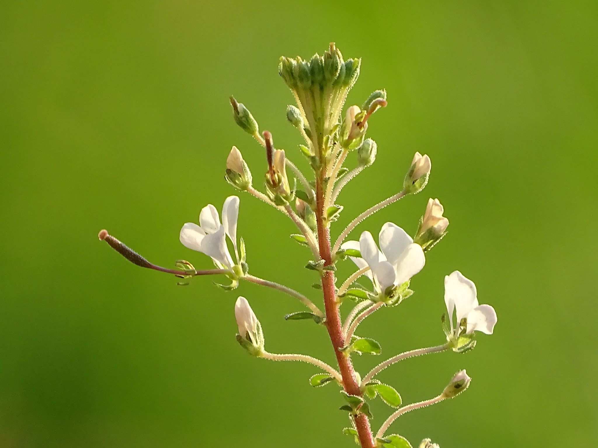 Gynandropsis gynandra
