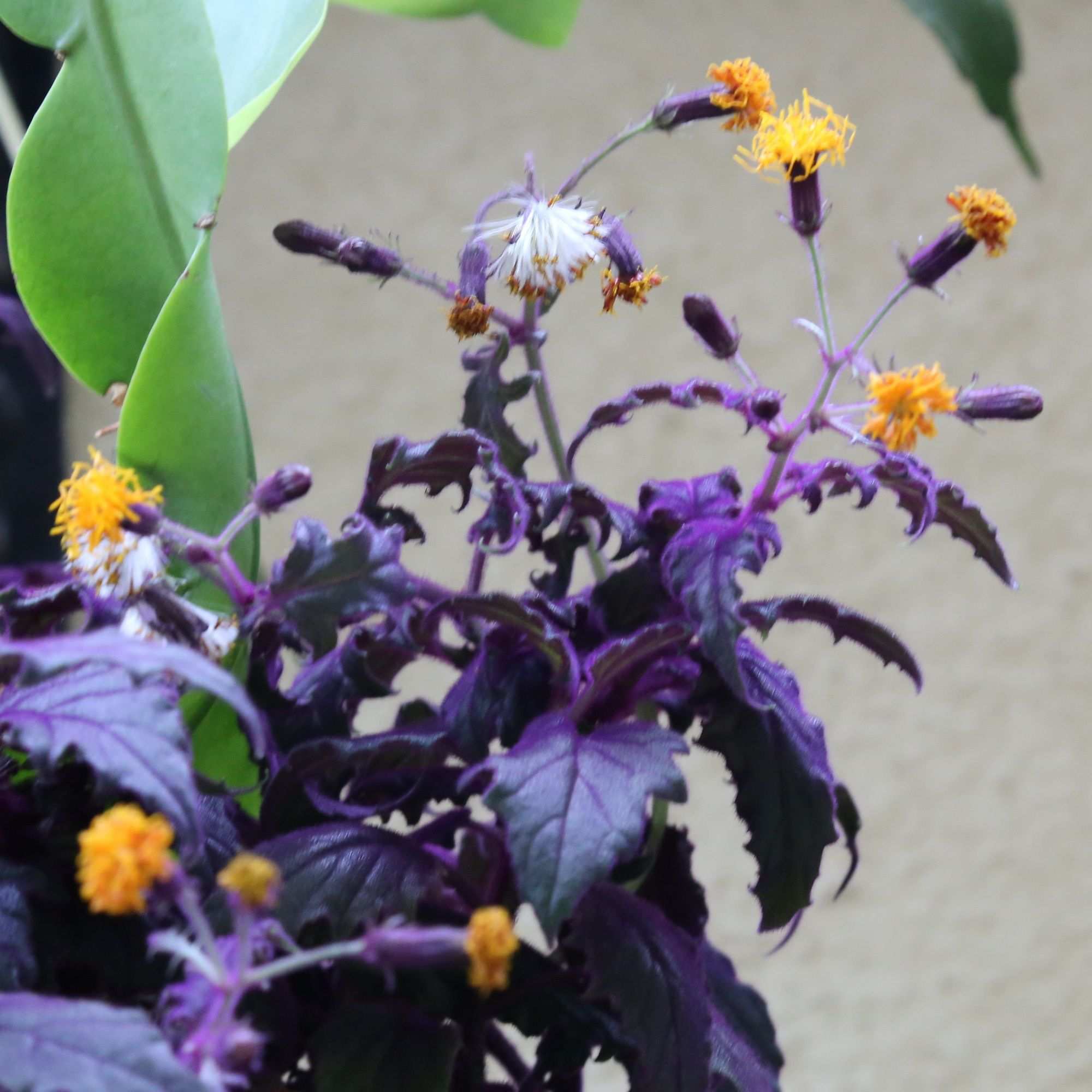 Gynura aurantiaca