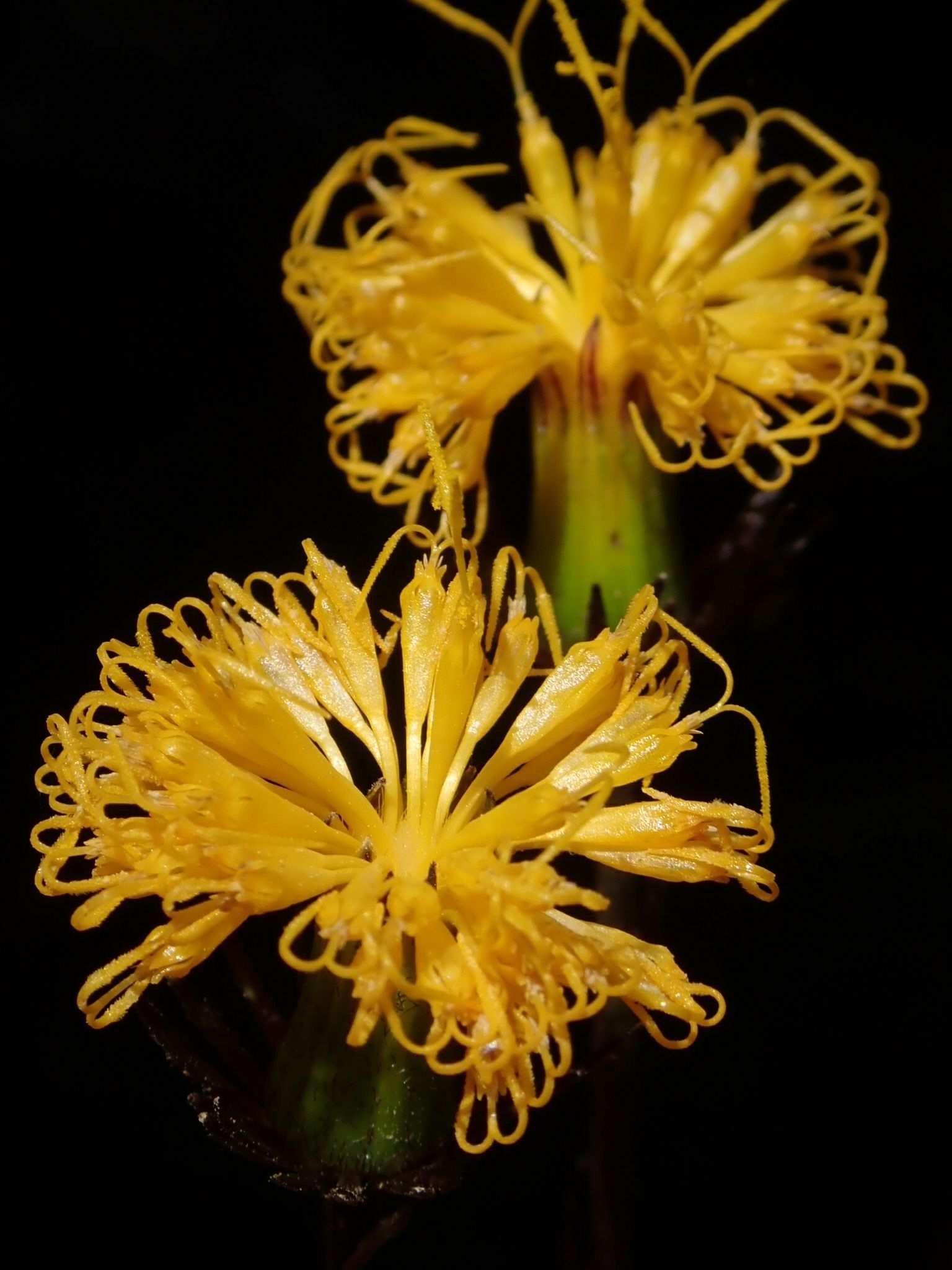Gynura japonica