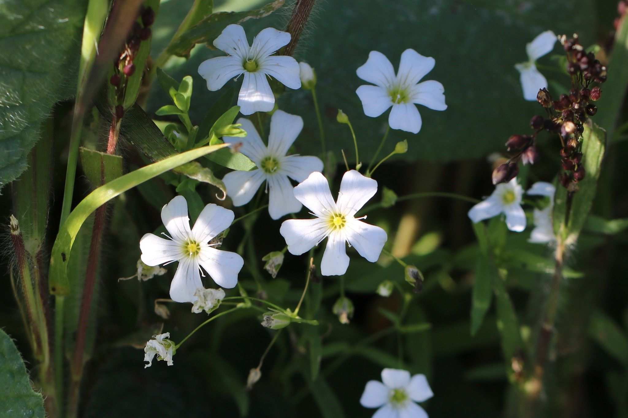 Gypsophila elegans