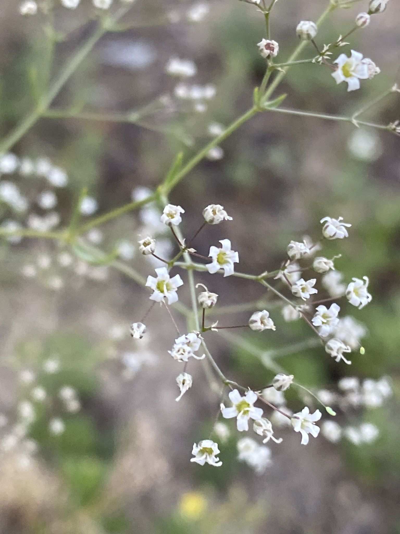 Gypsophila paniculata