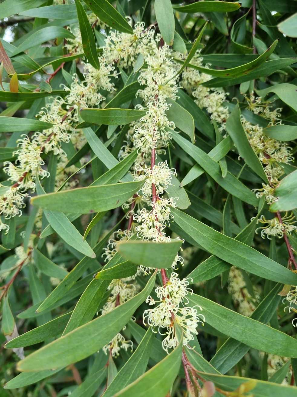 Hakea salicifolia