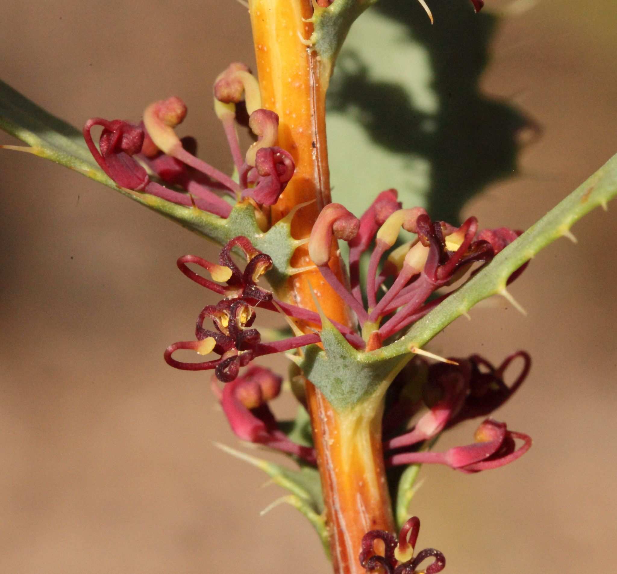 Hakea sp.