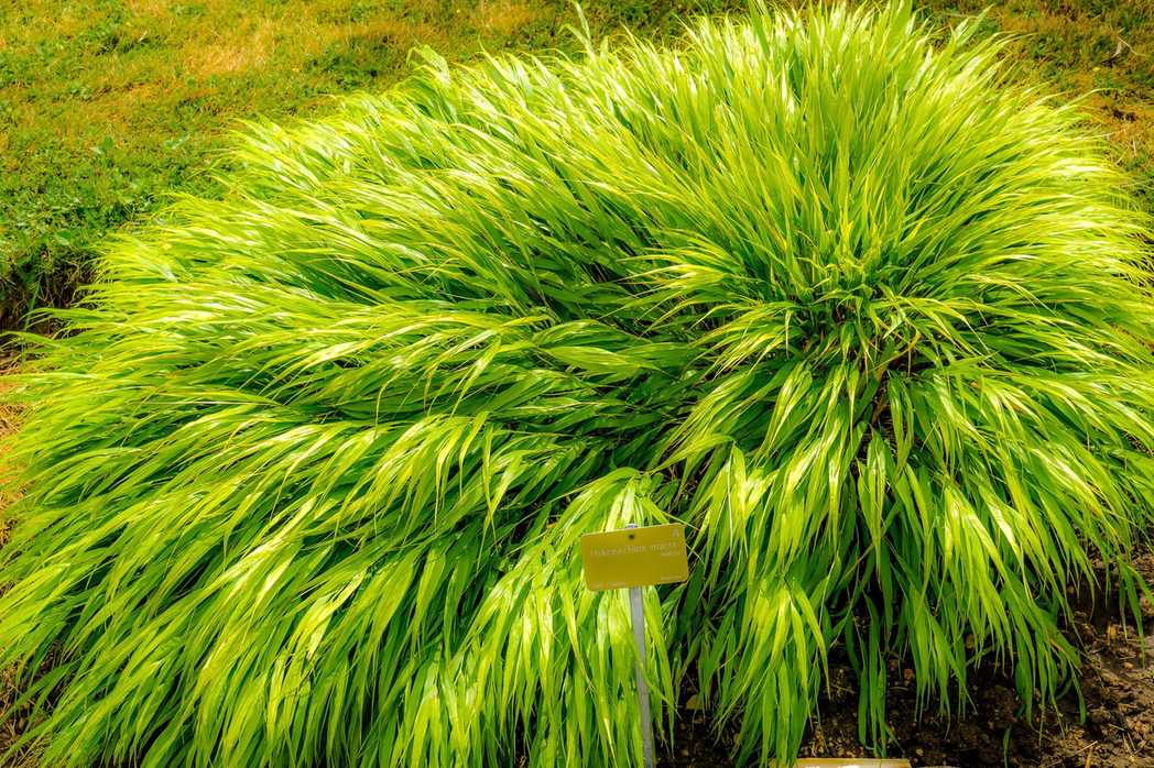 Hakonechloa macra