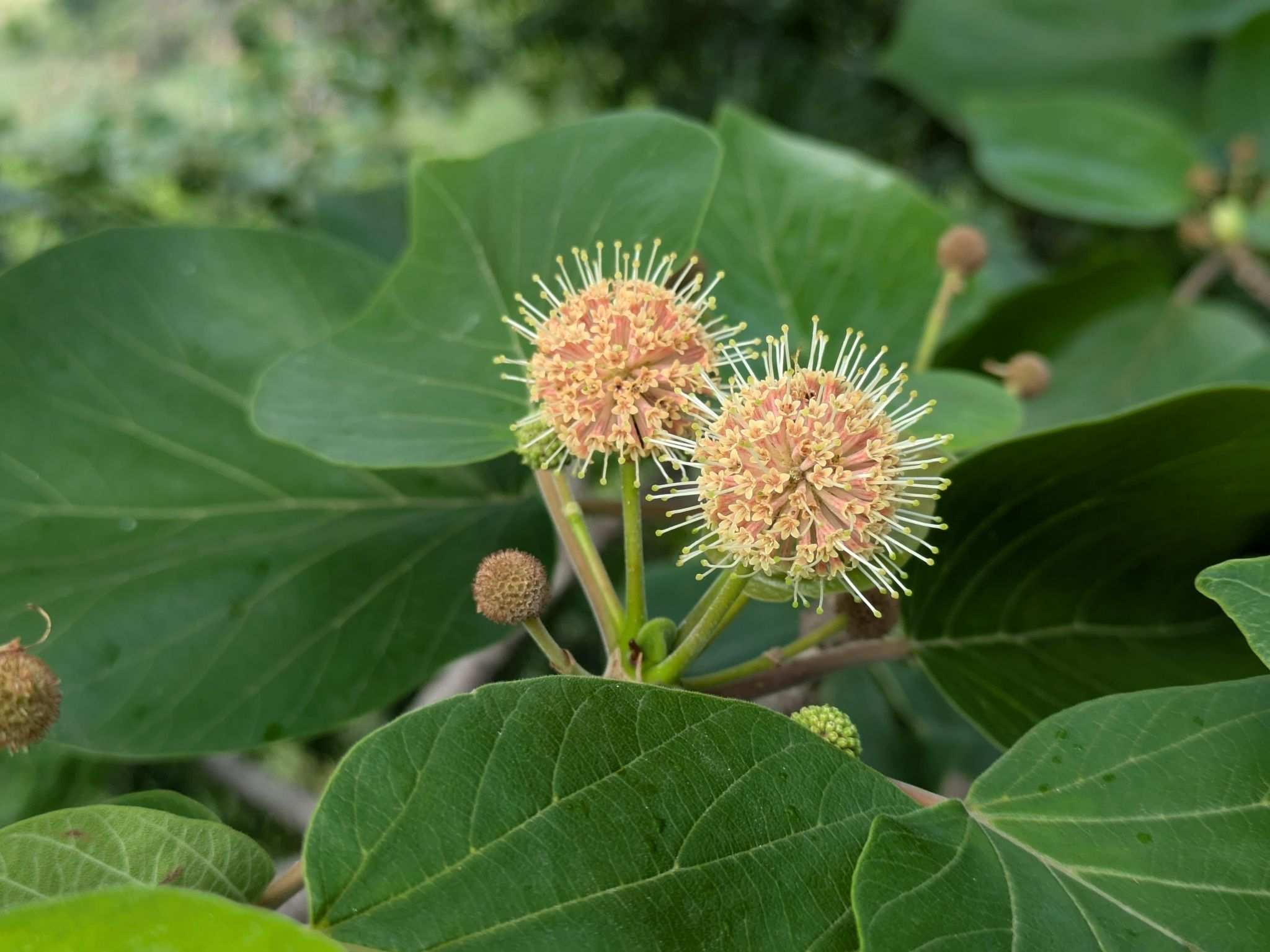 Haldina cordifolia
