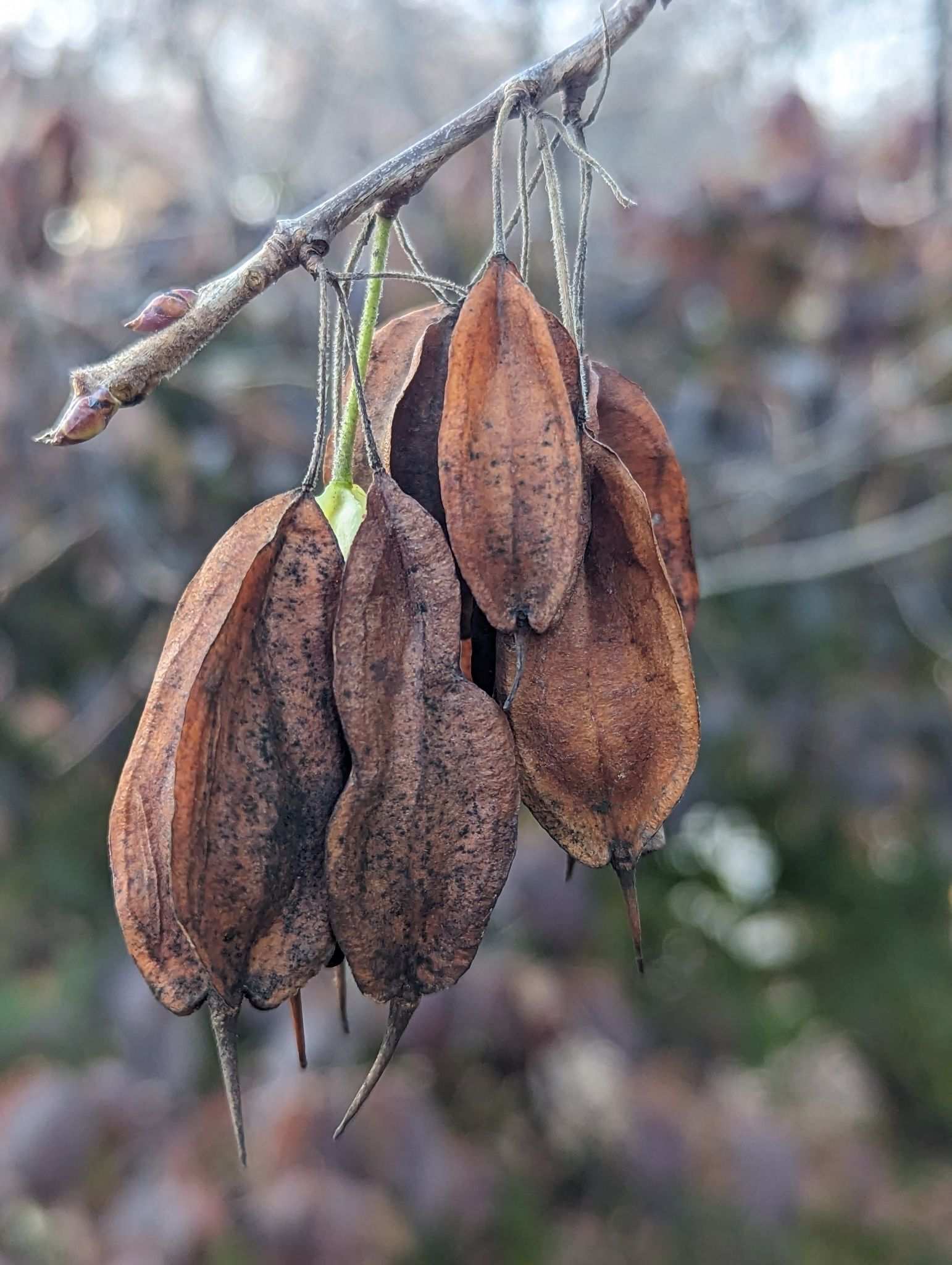 Halesia carolina