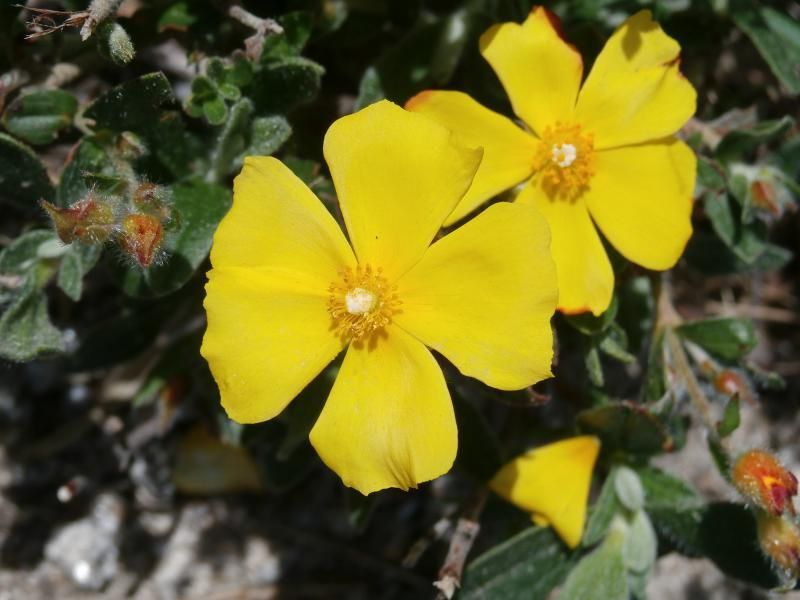 Halimium lasianthum