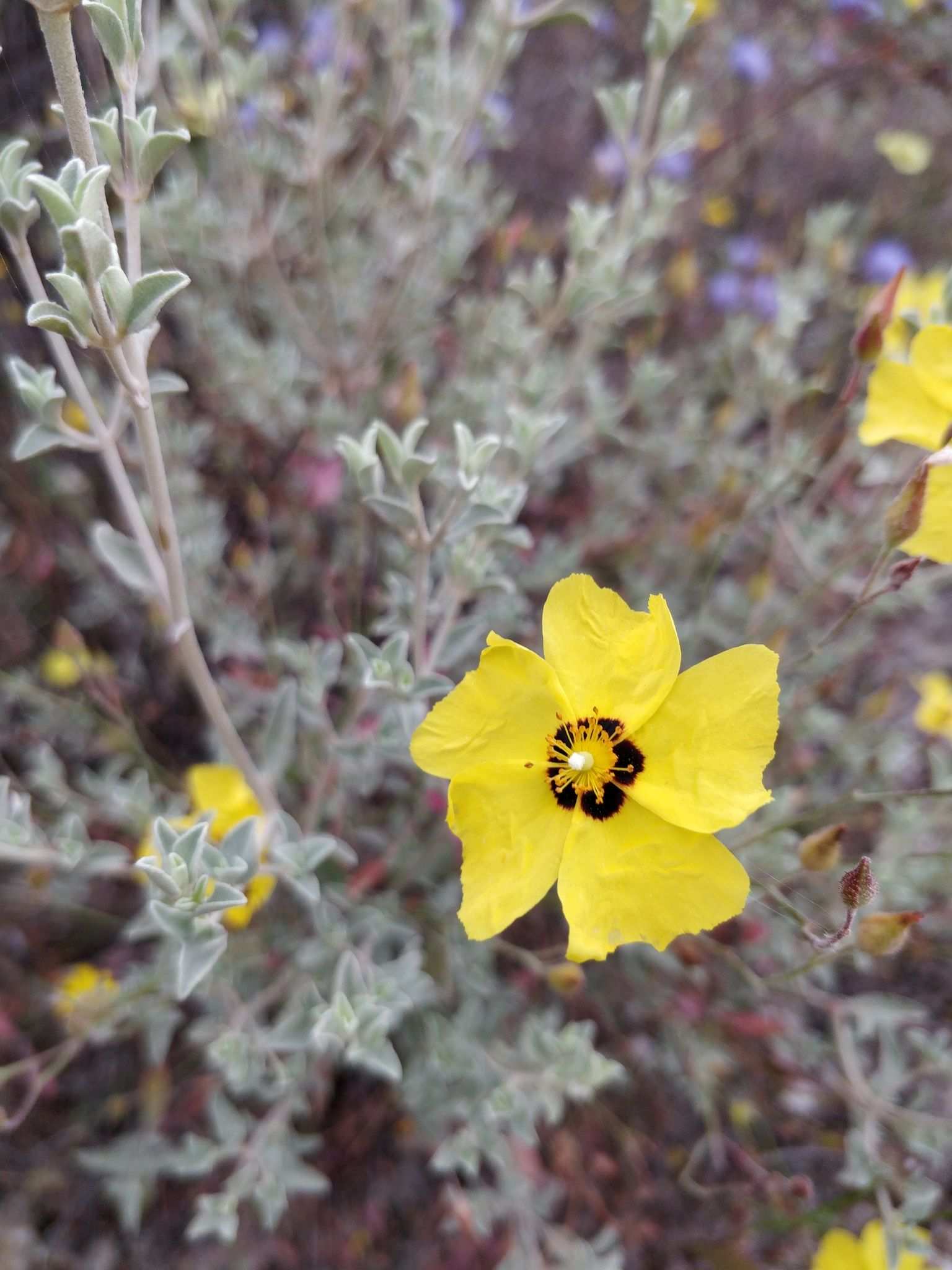 Halimium ocymoides