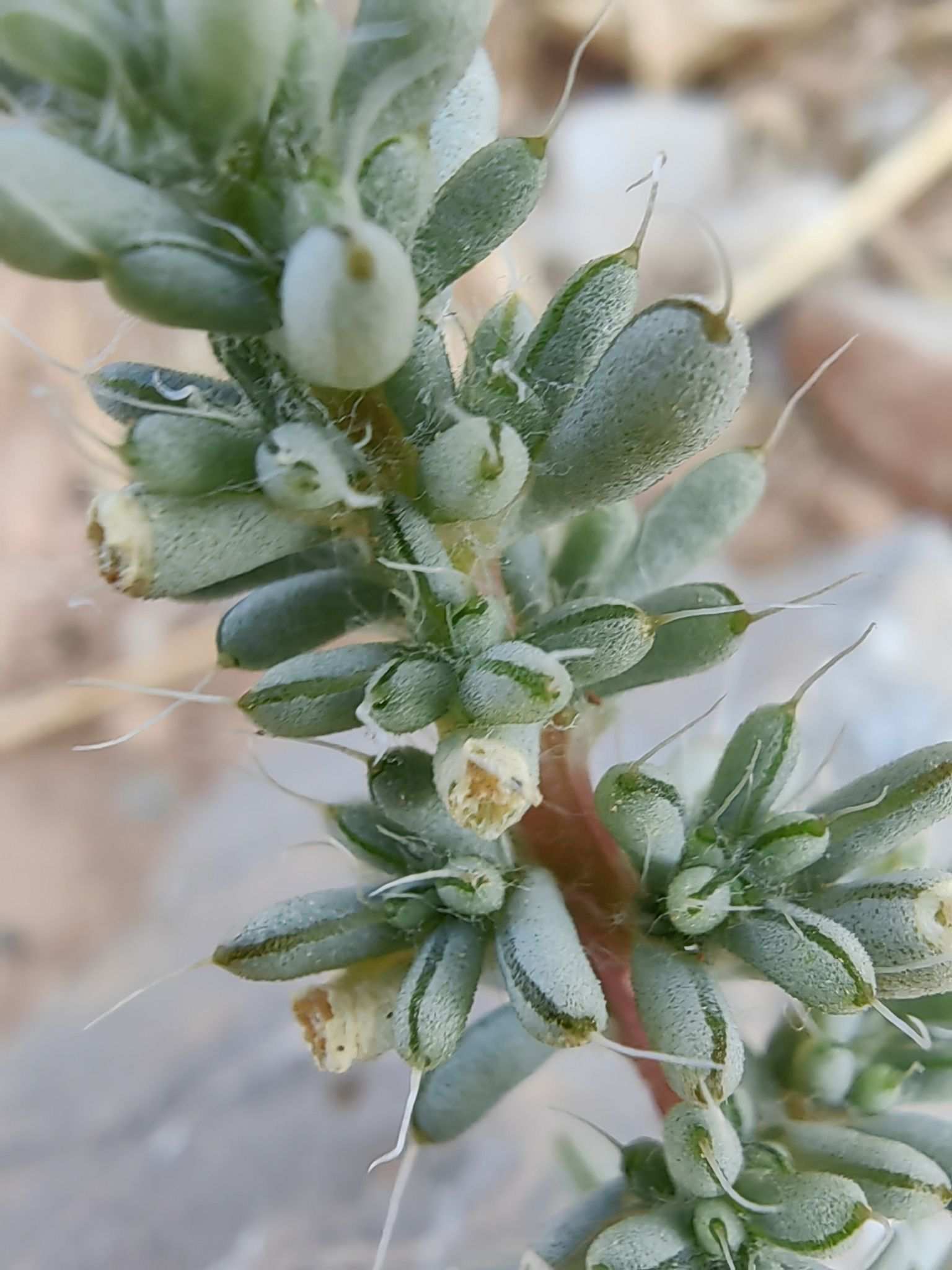 Halogeton sativus