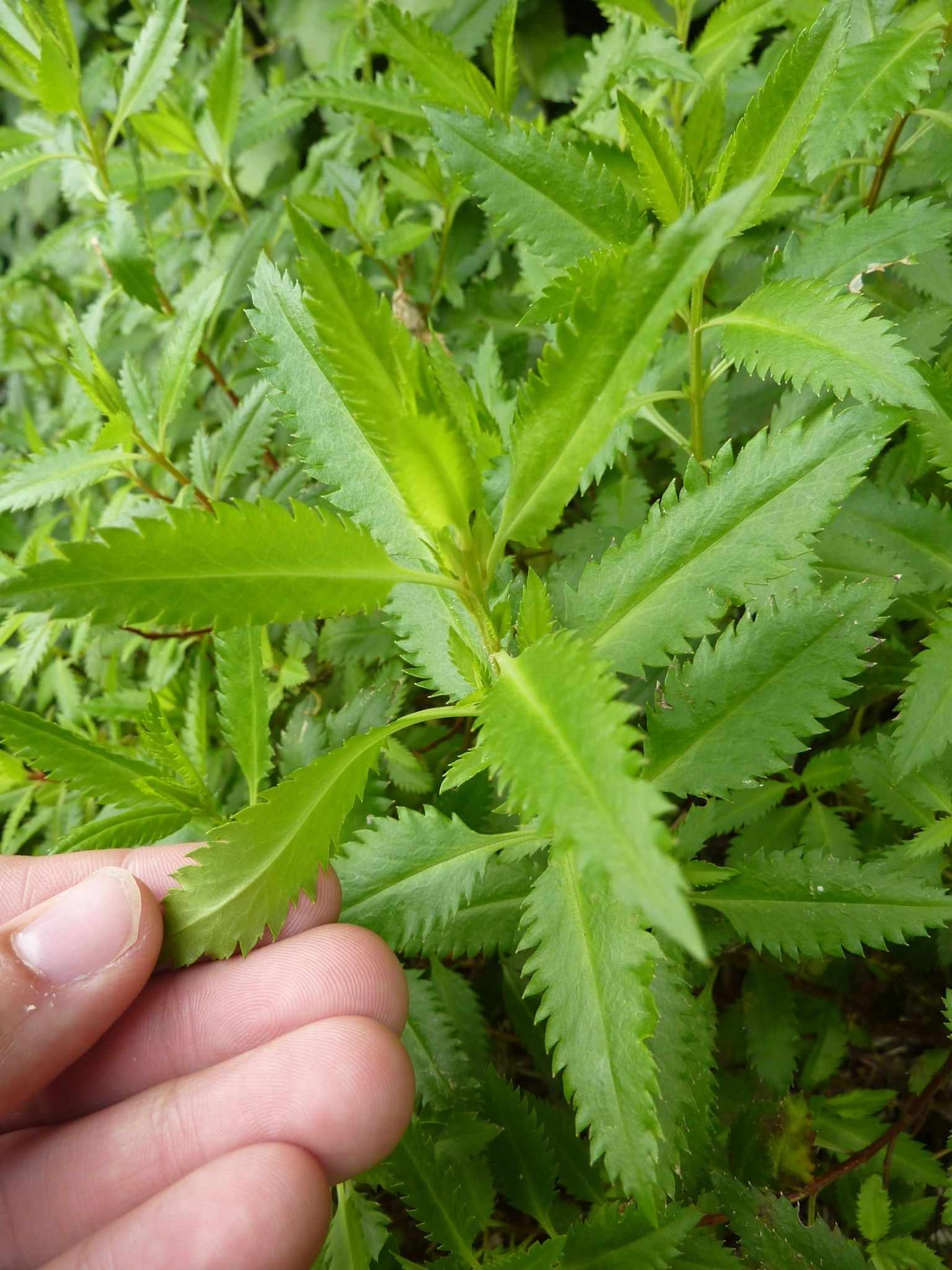Haloragis erecta