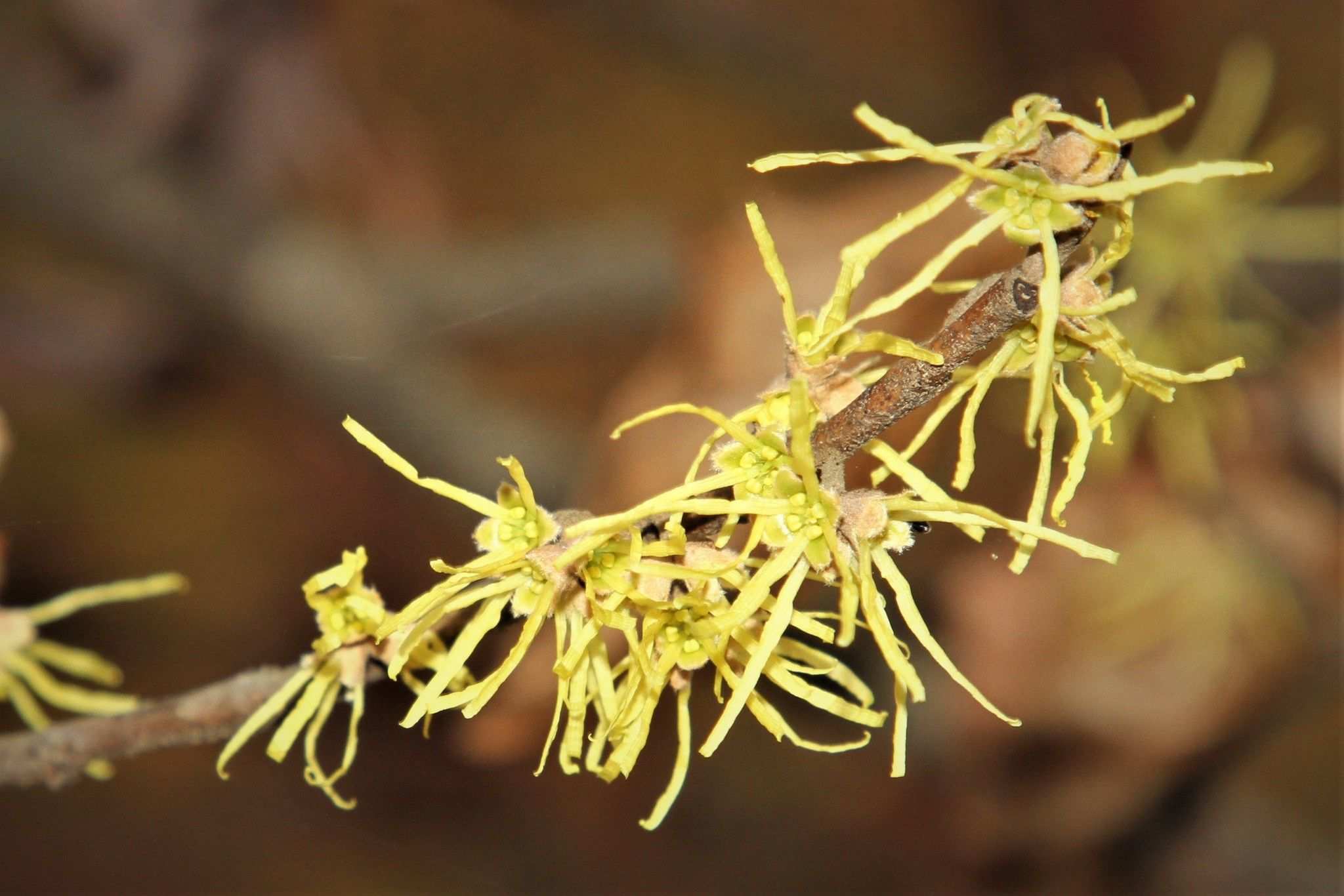 Hamamelis