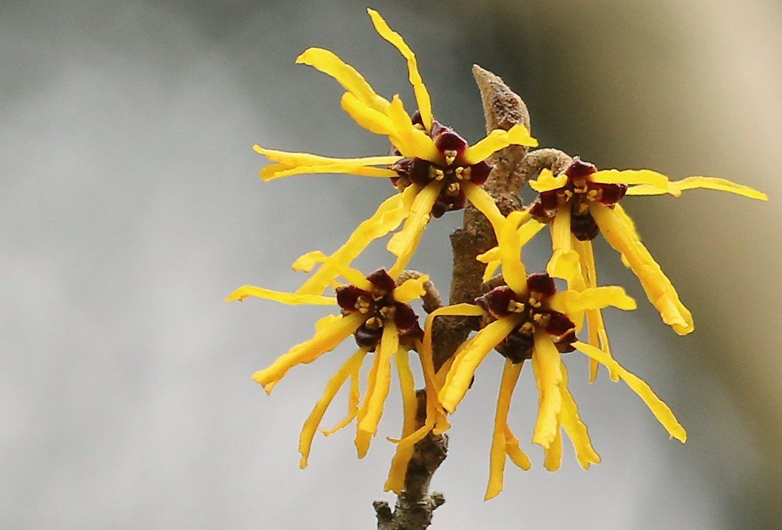 Hamamelis japonica