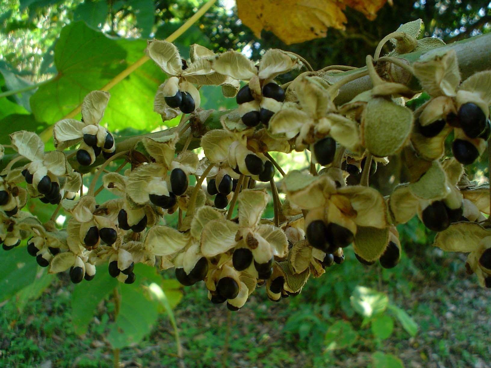 Hampea nutricia