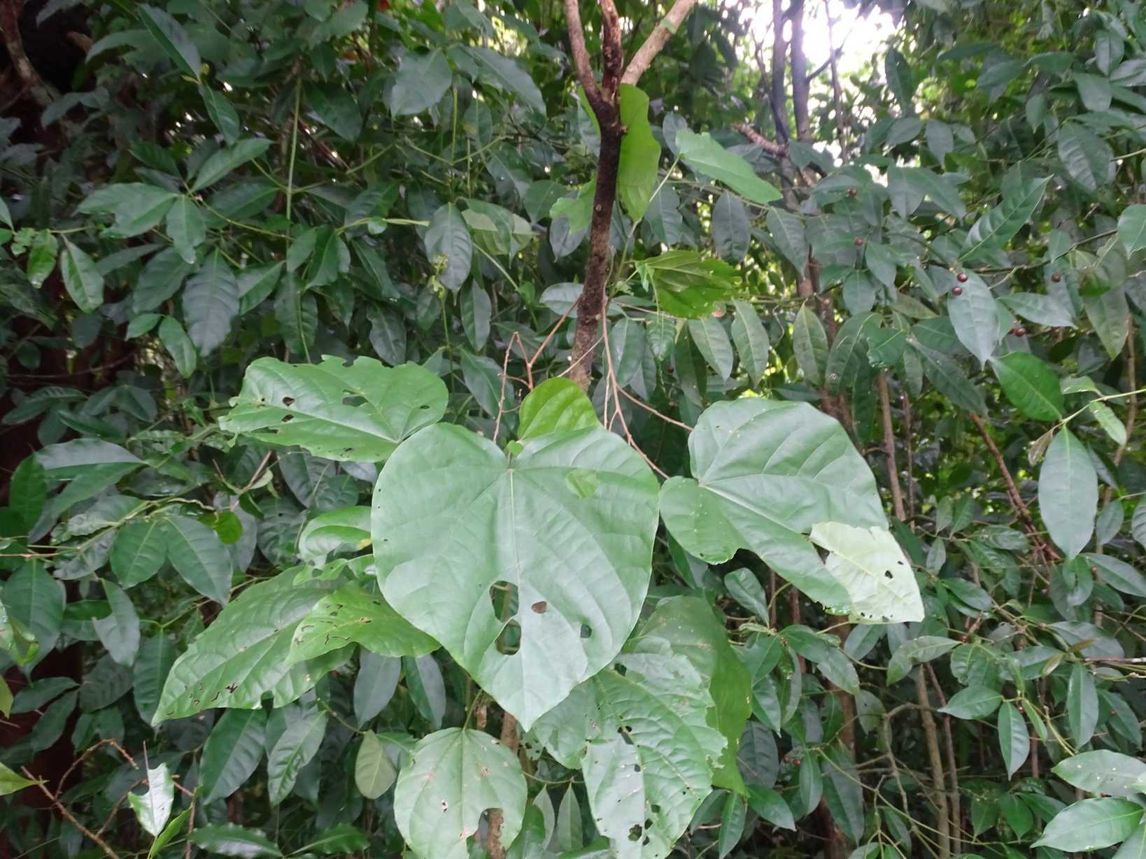 Hampea rovirosae