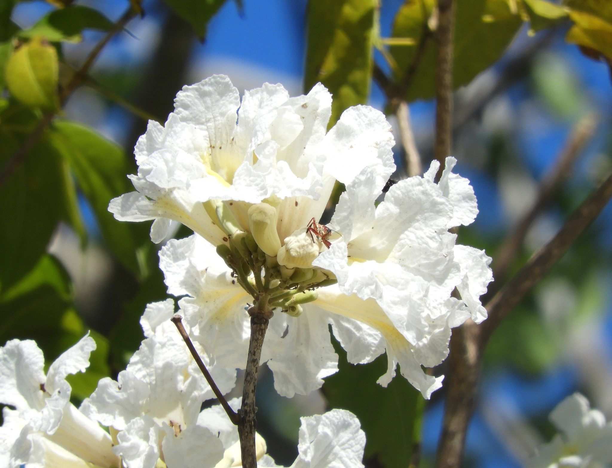 Handroanthus impetiginosus
