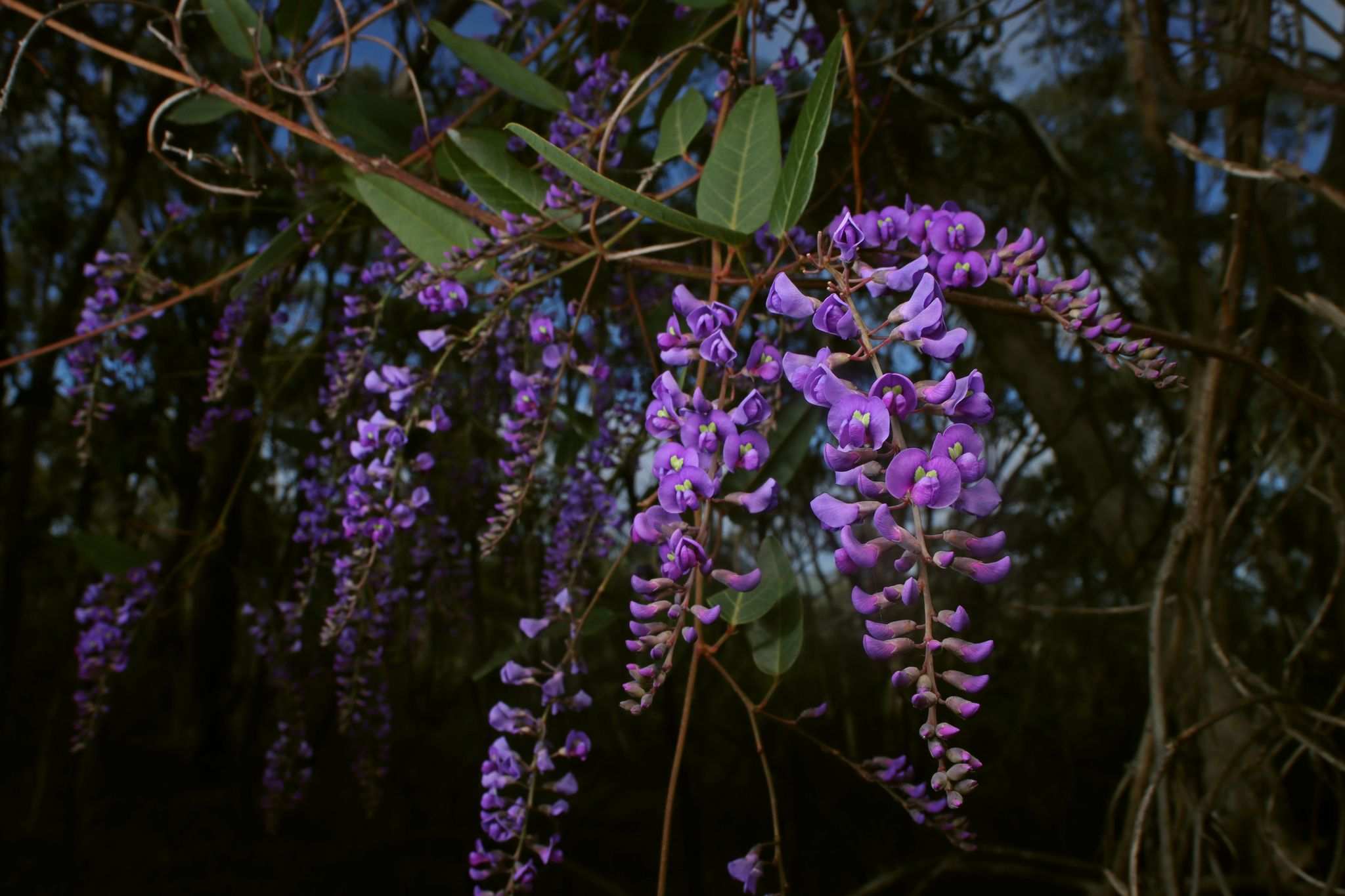Hardenbergia violacea