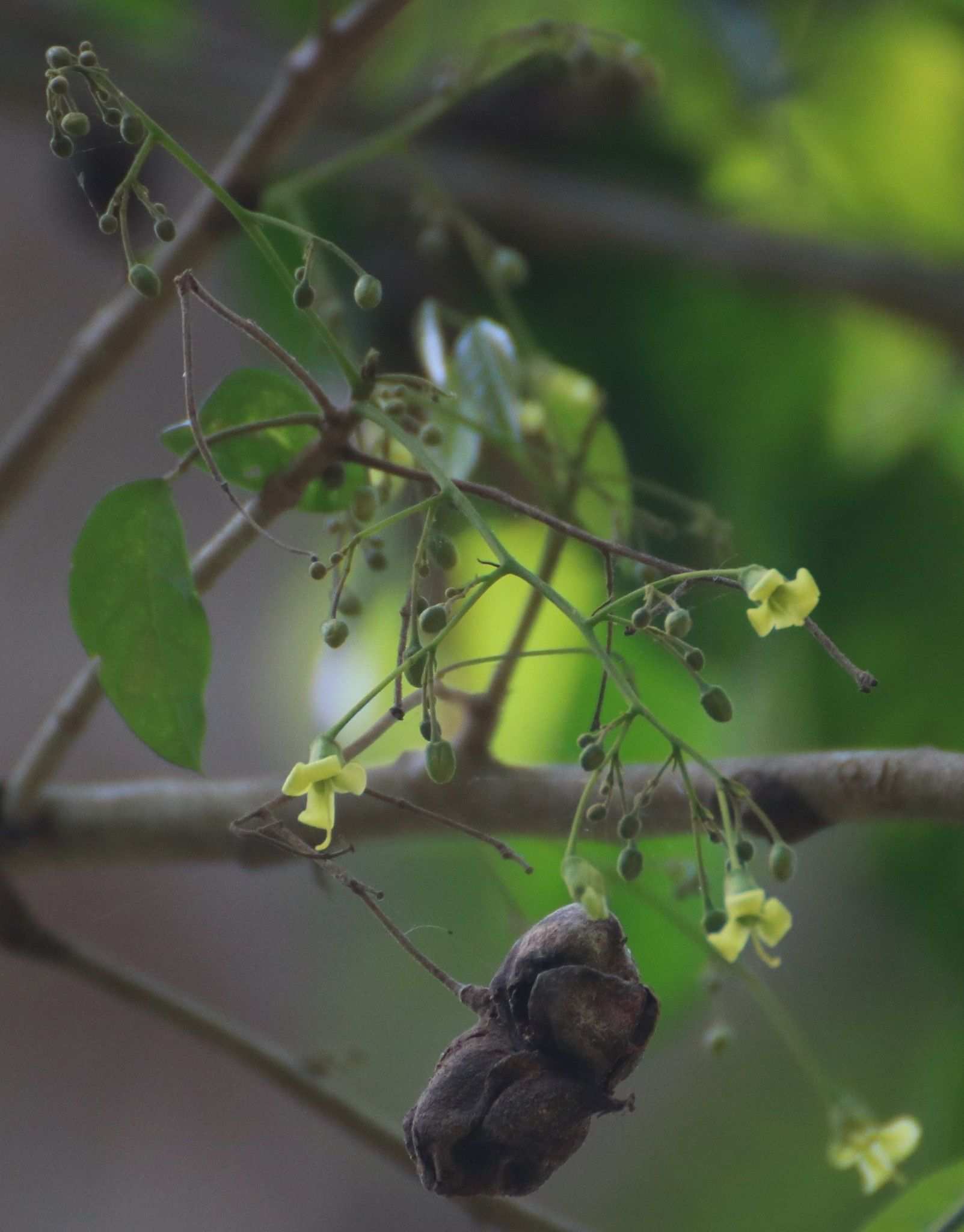 Harpullia arborea