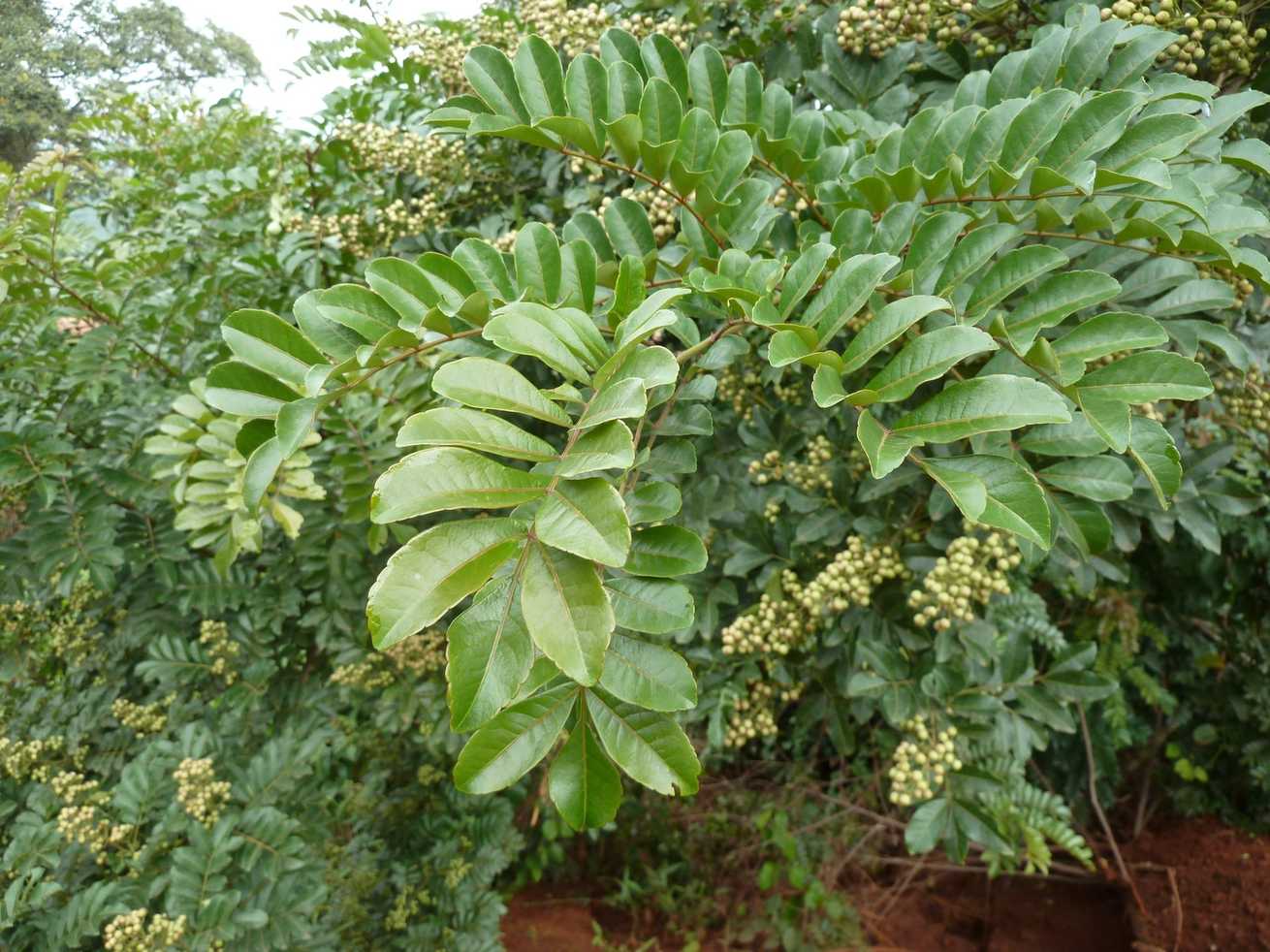 Harrisonia abyssinica