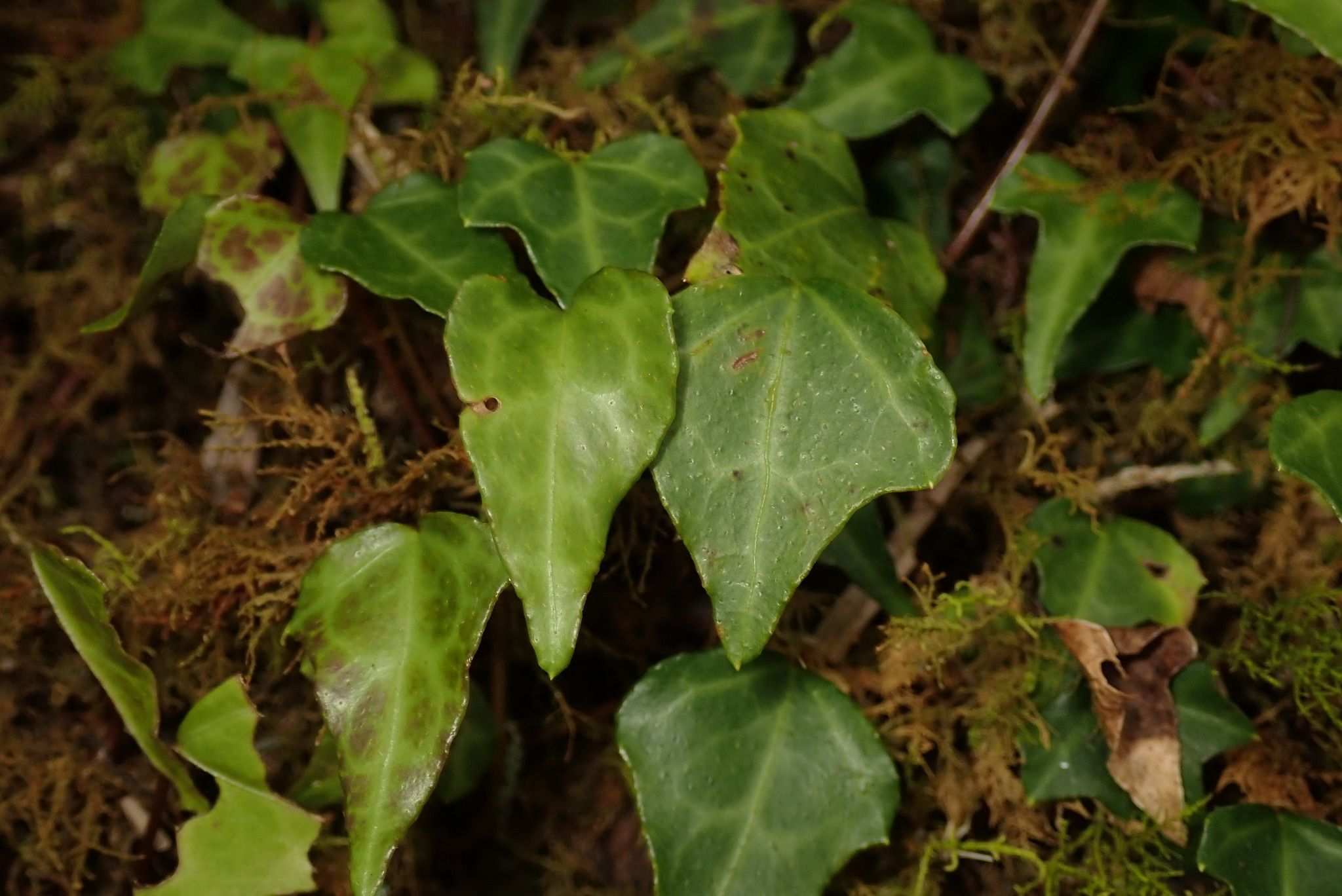 Hedera rhombea