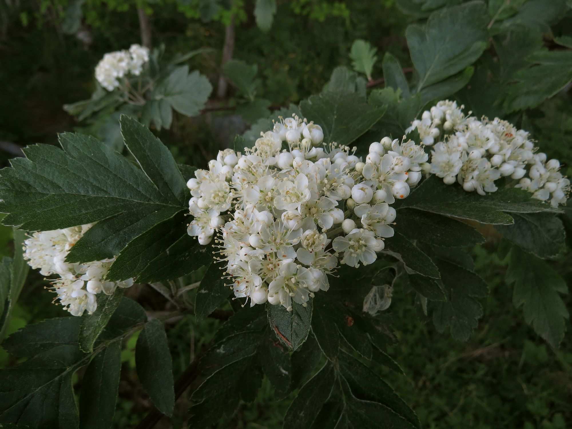 Hedlundia hybrida