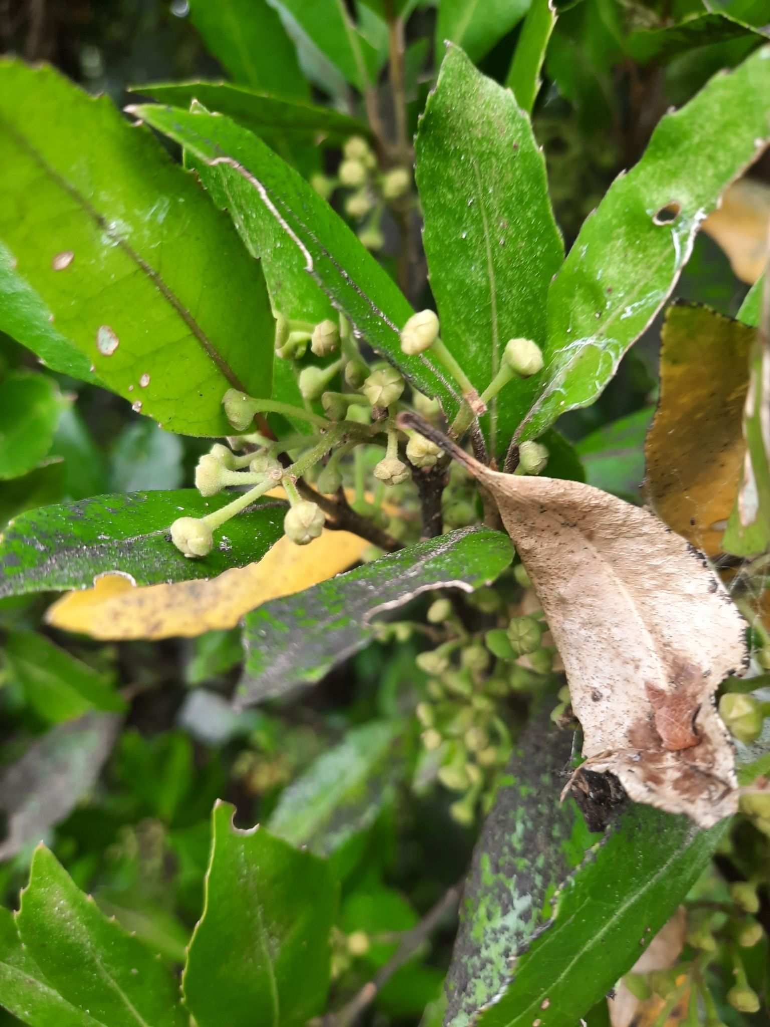 Hedycarya arborea