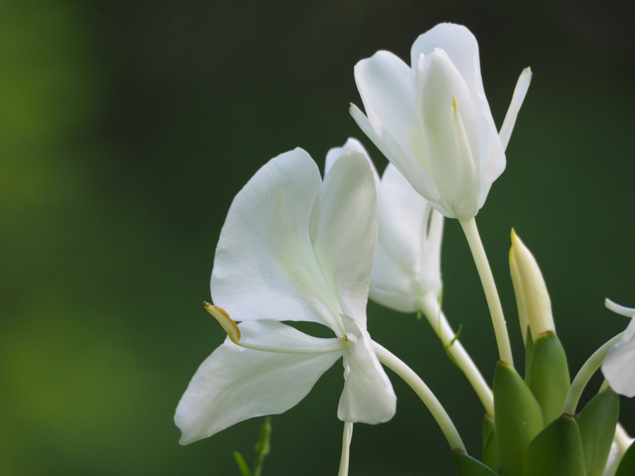 Hedychium