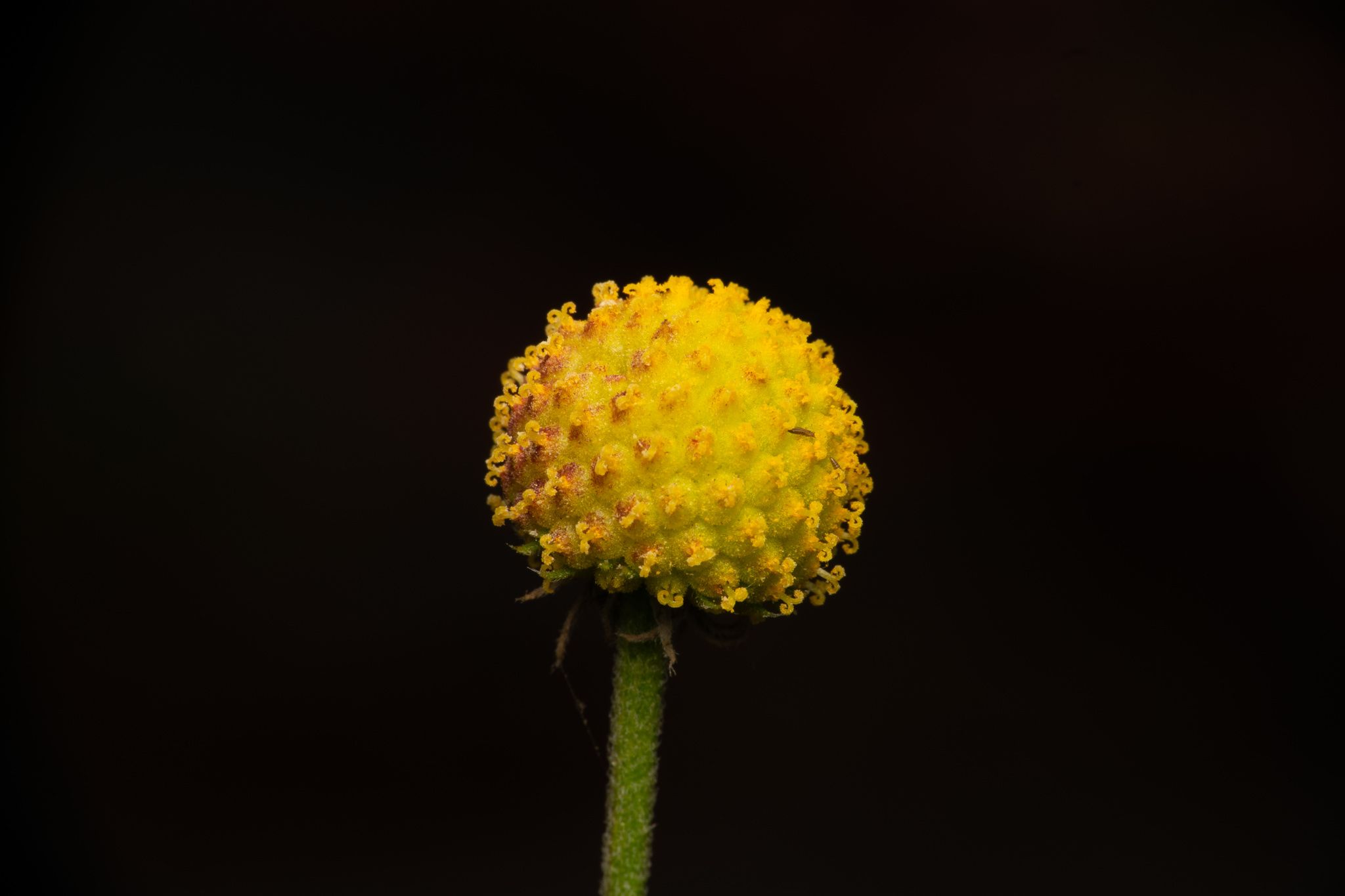 Helenium aromaticum