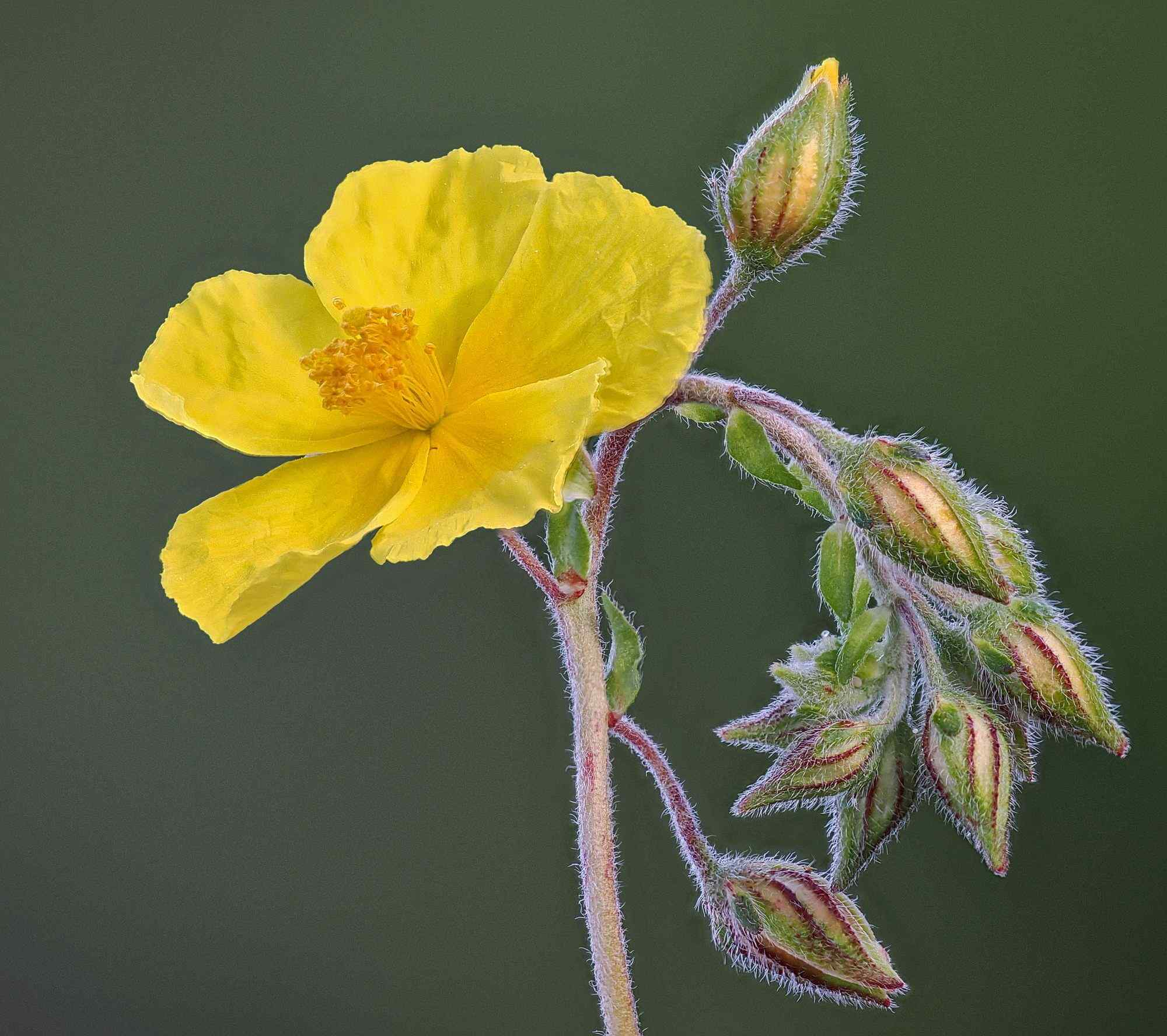 Helianthemum nummularium