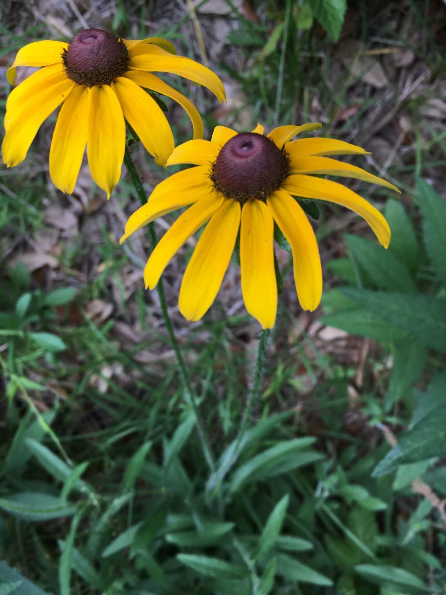 Helianthus