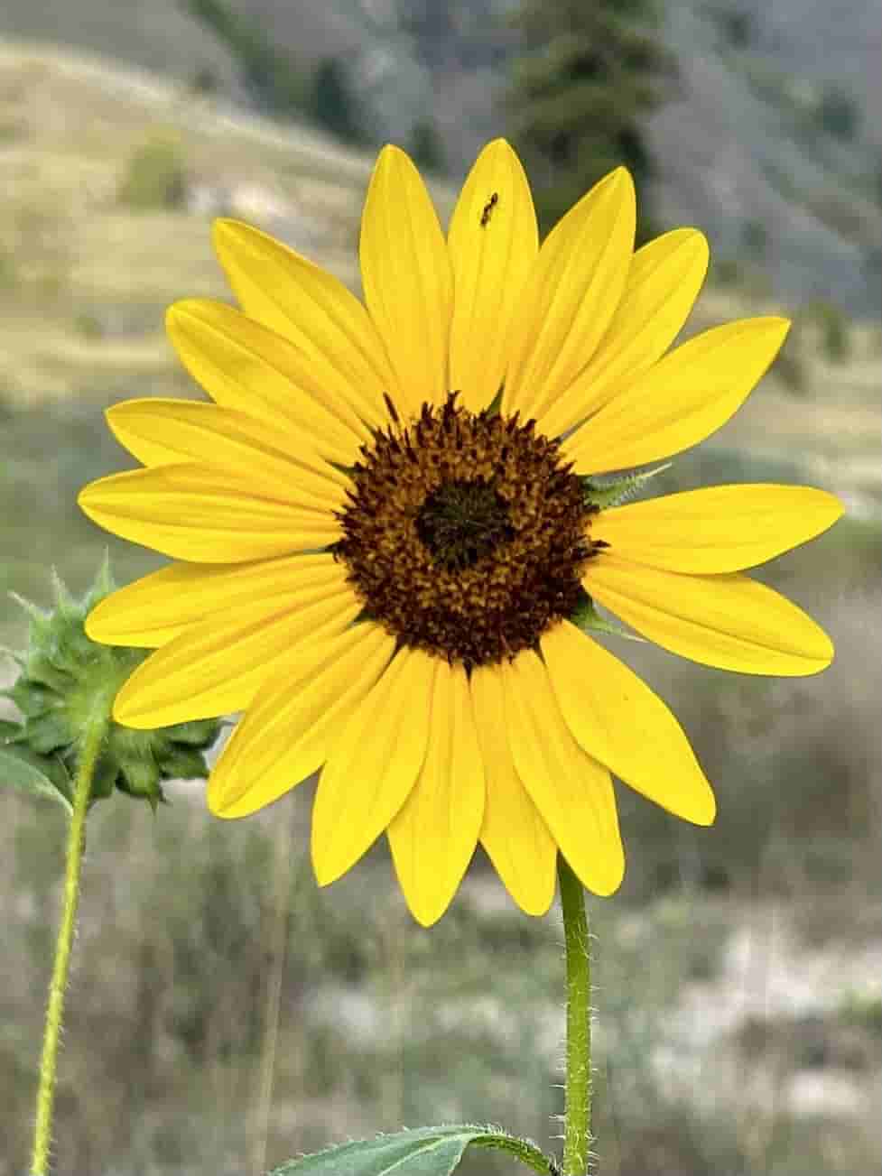 Helianthus annuus