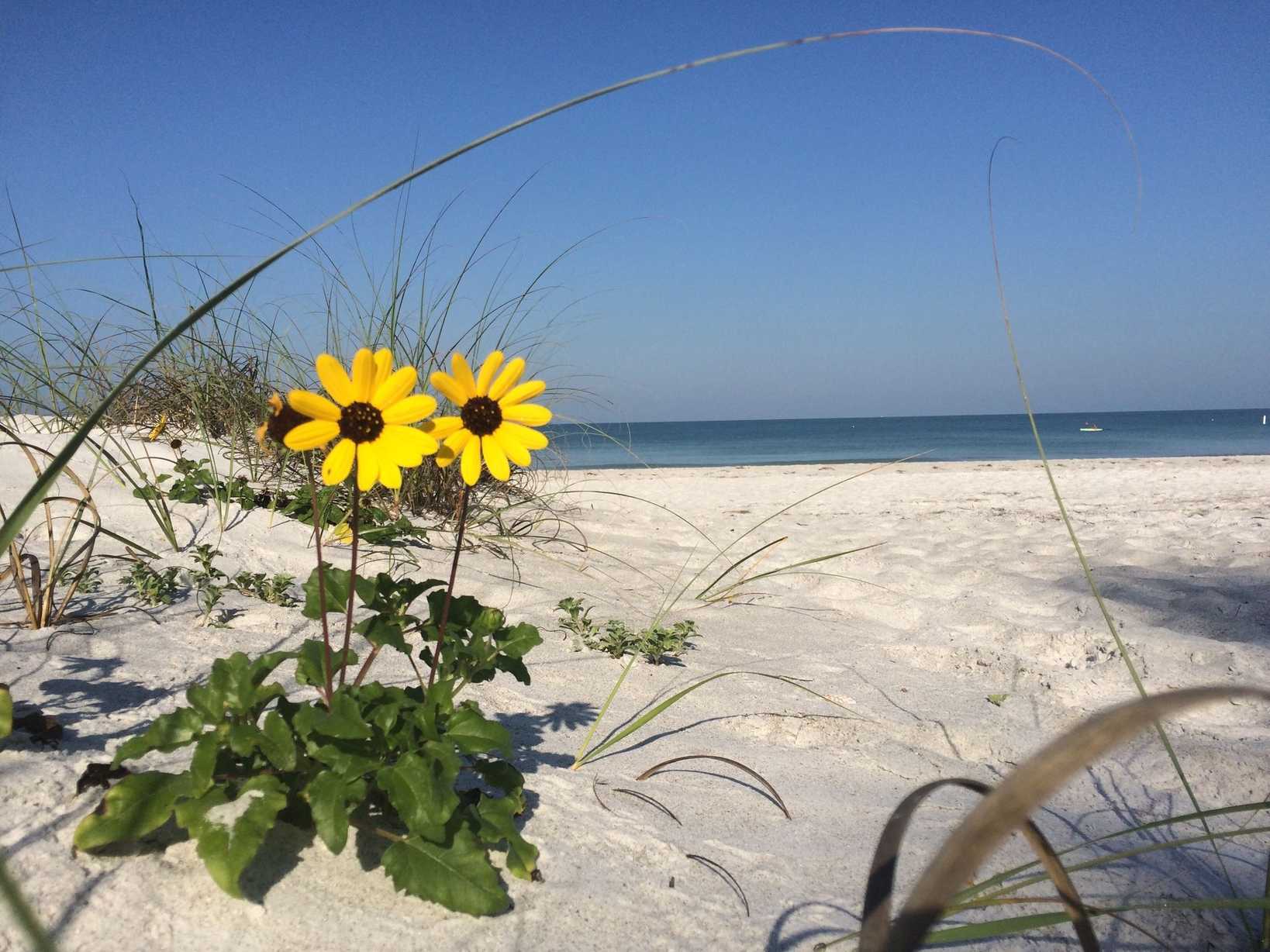 Helianthus debilis