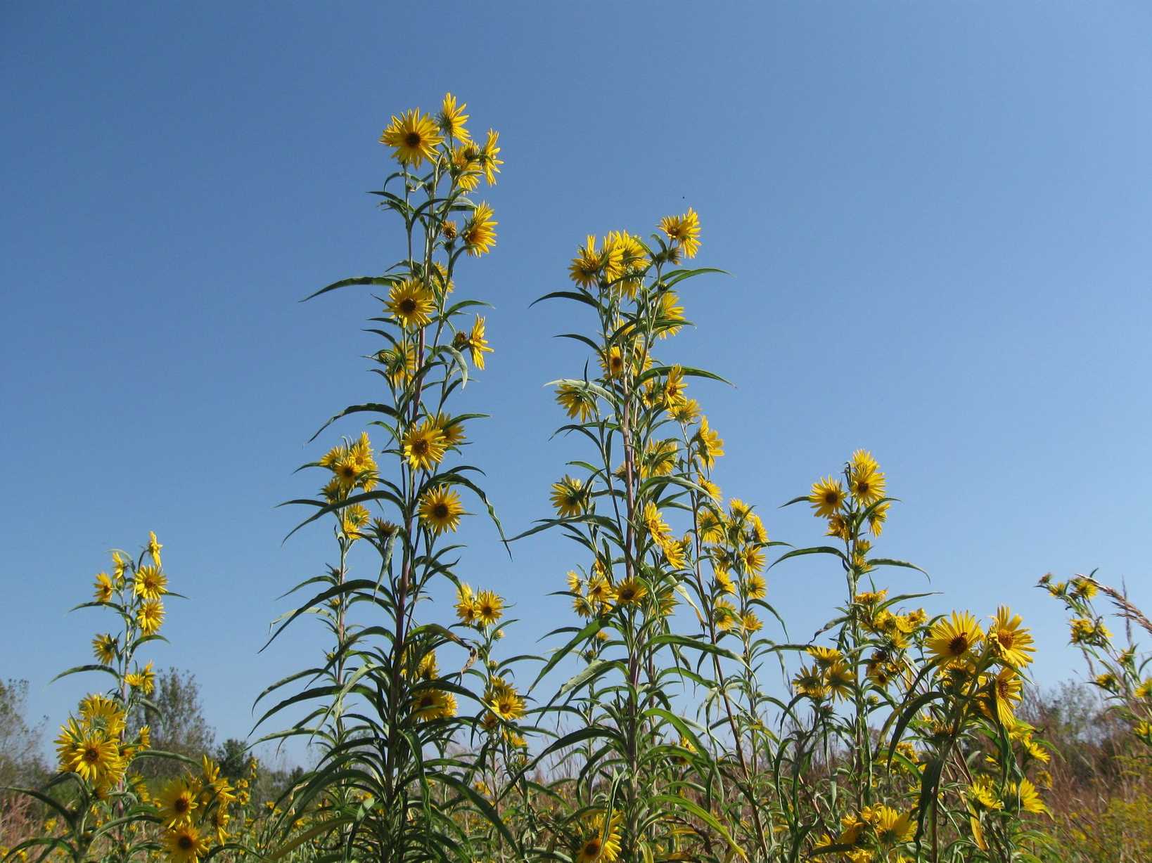 Helianthus maximiliani