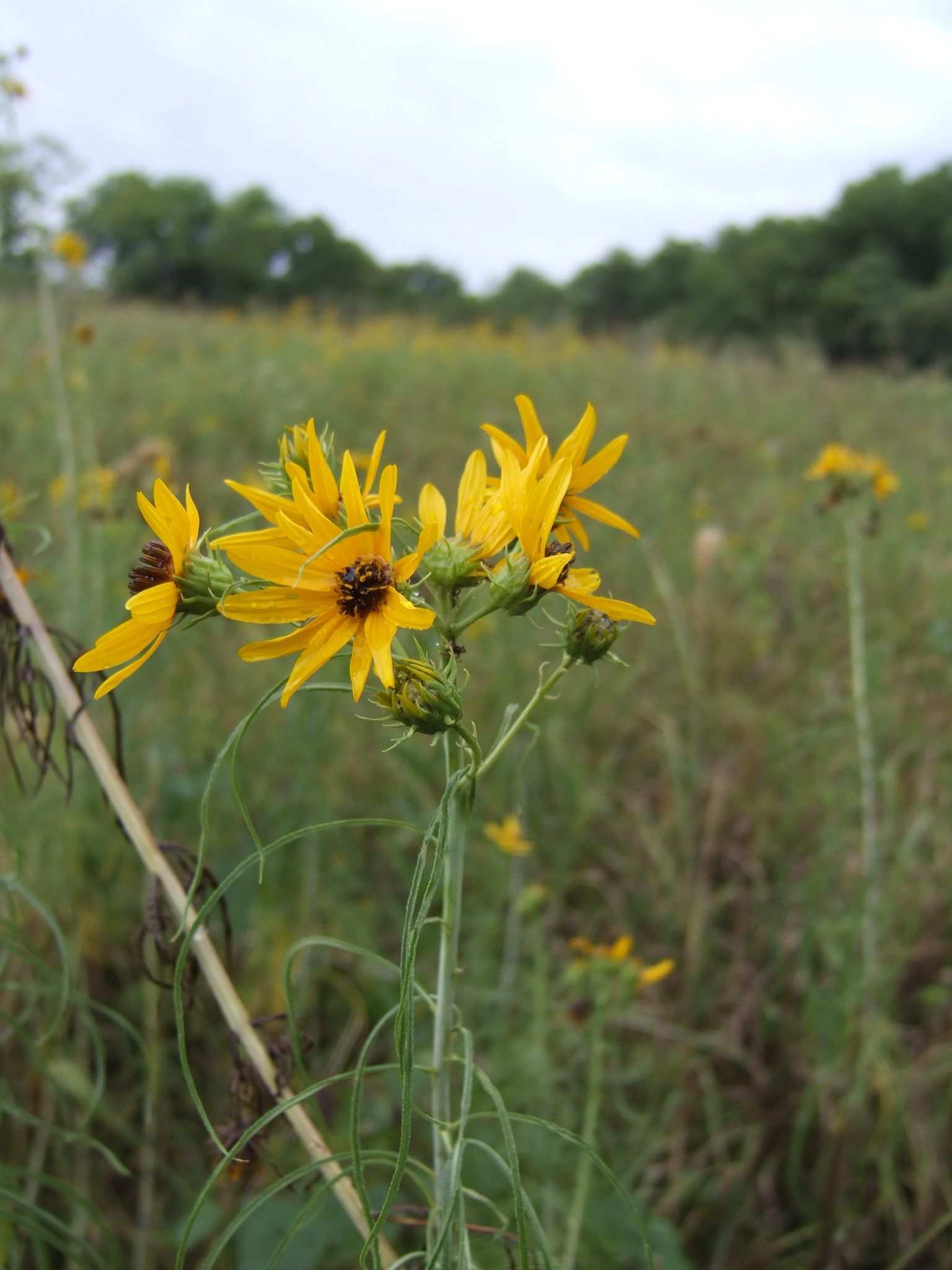 Helianthus salicifolius