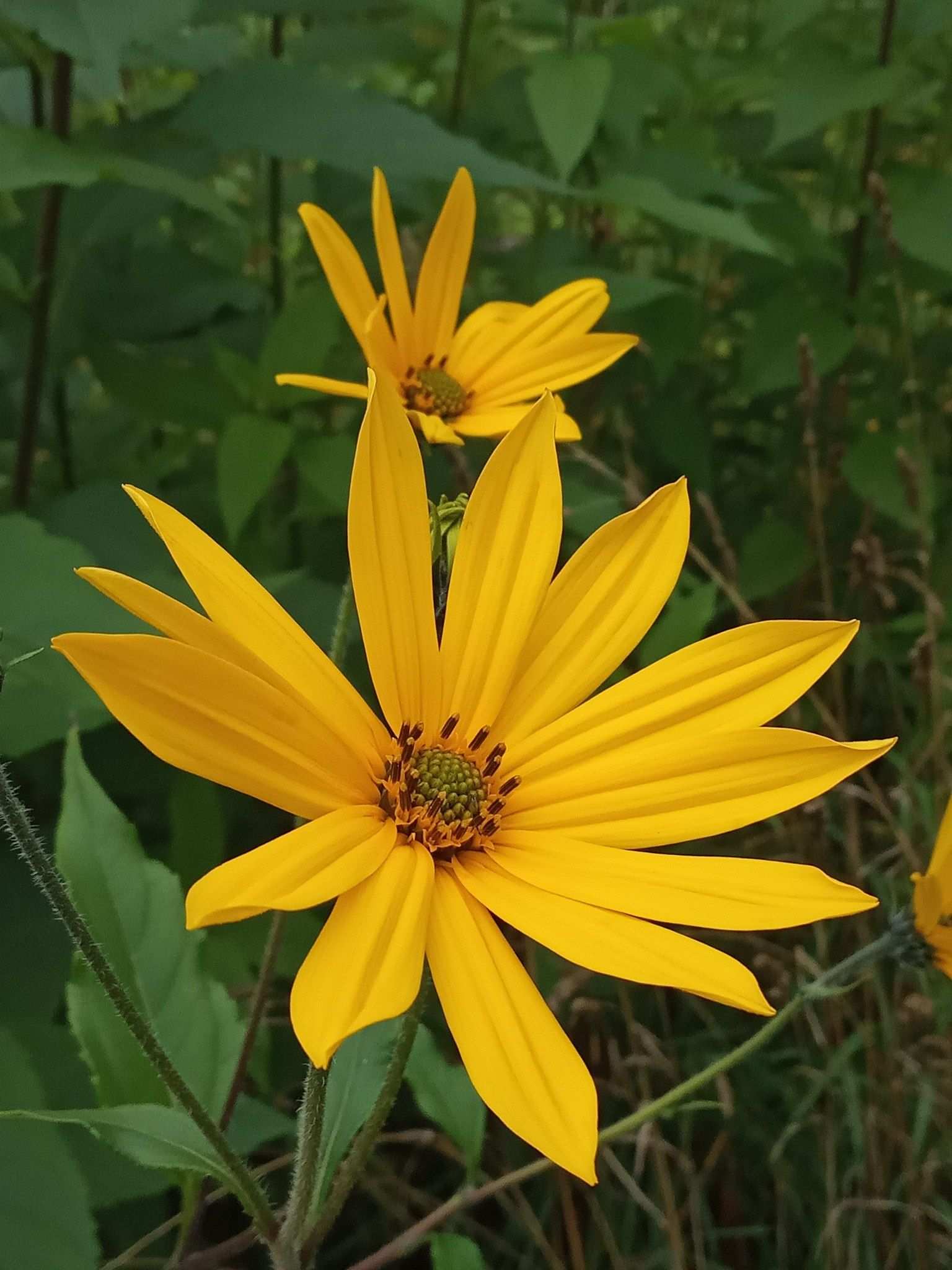 Helianthus sp.