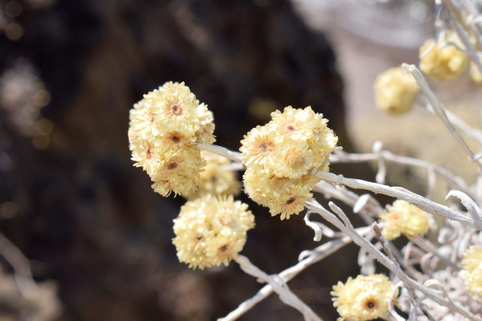 Helichrysum orientale