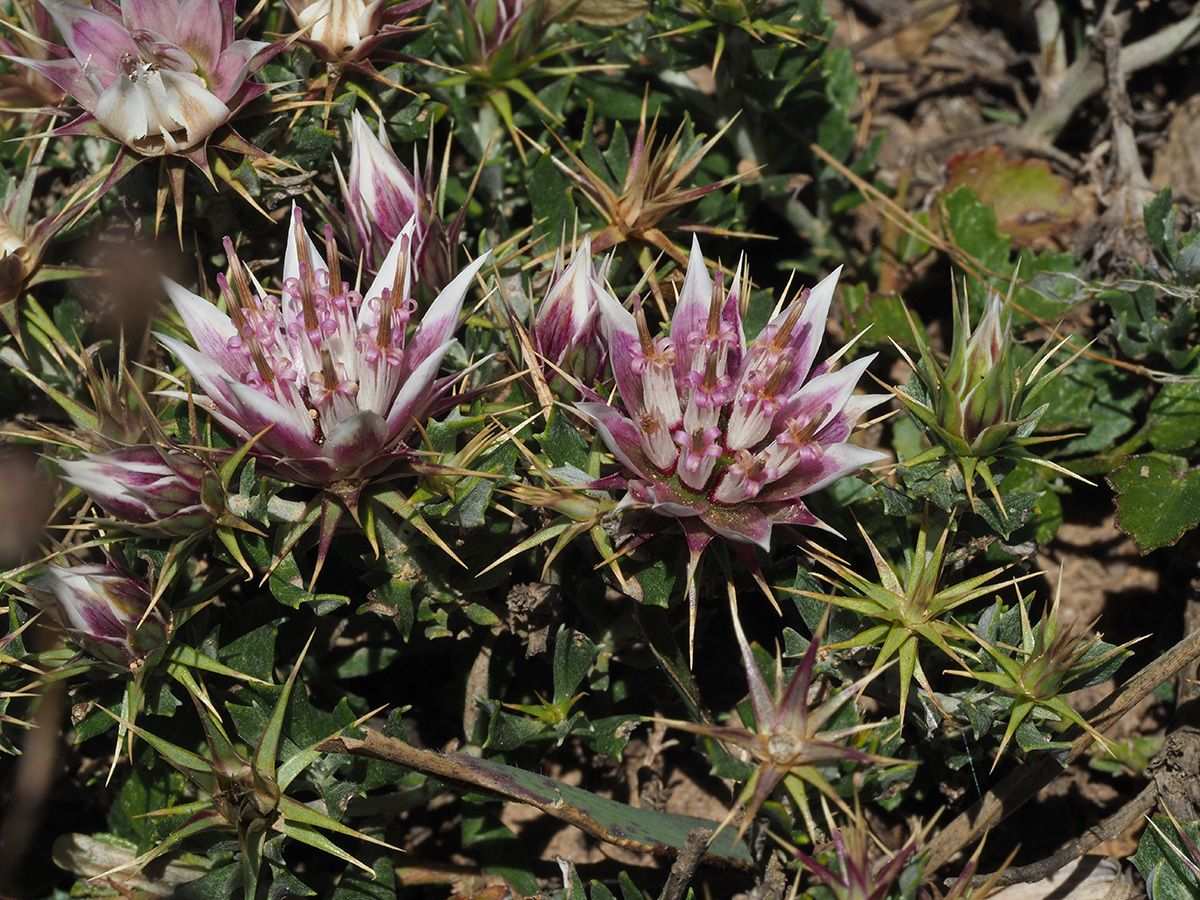 Helichrysum sp.
