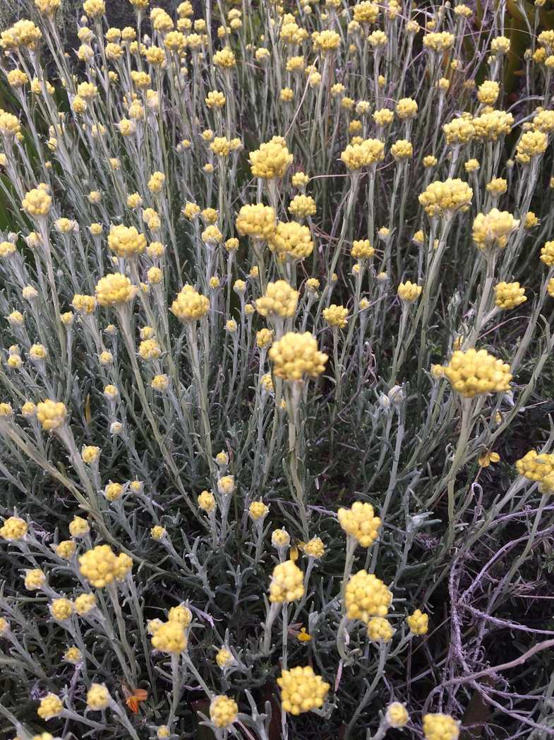Helichrysum stoechas