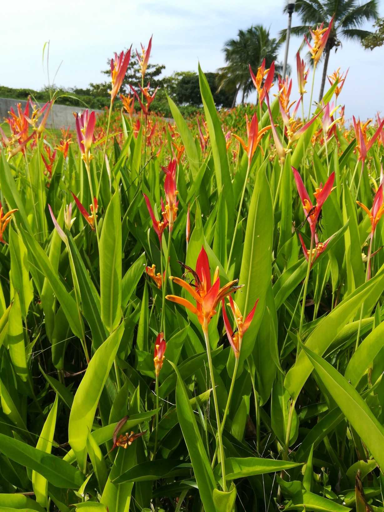Heliconia psittacorum