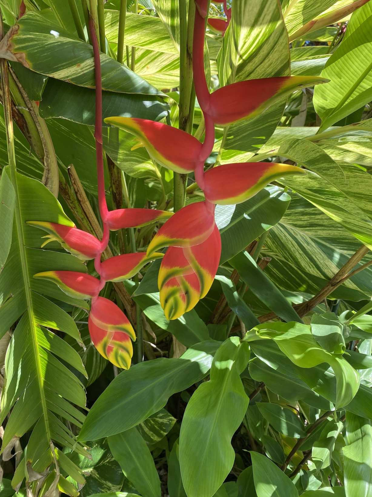 Heliconia rostrata