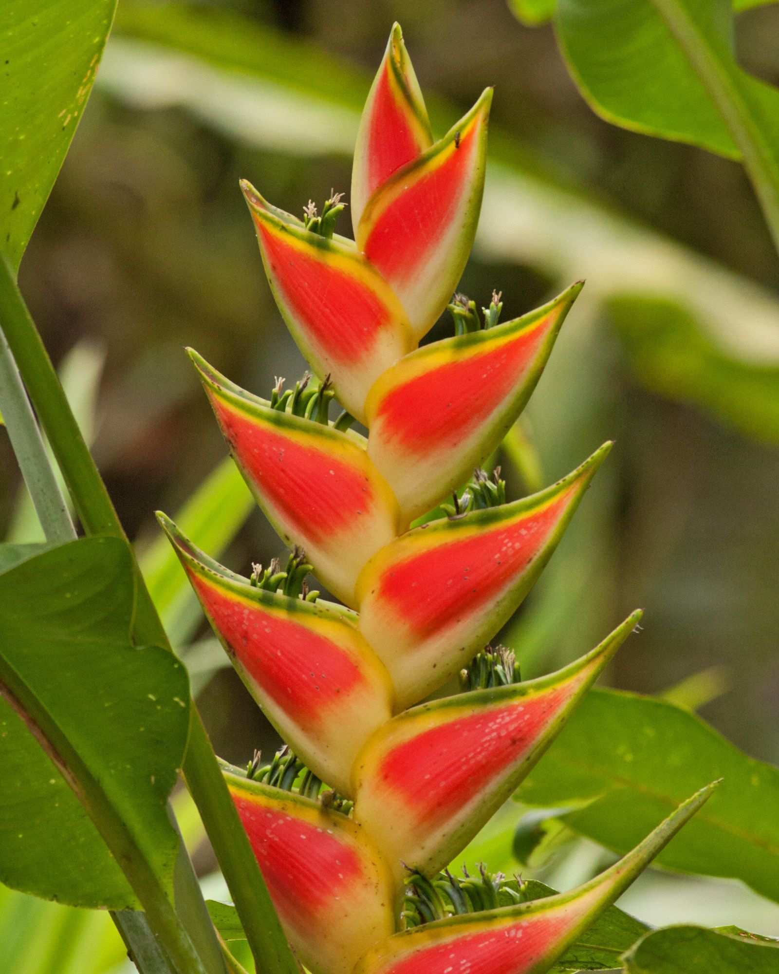 Heliconia wagneriana