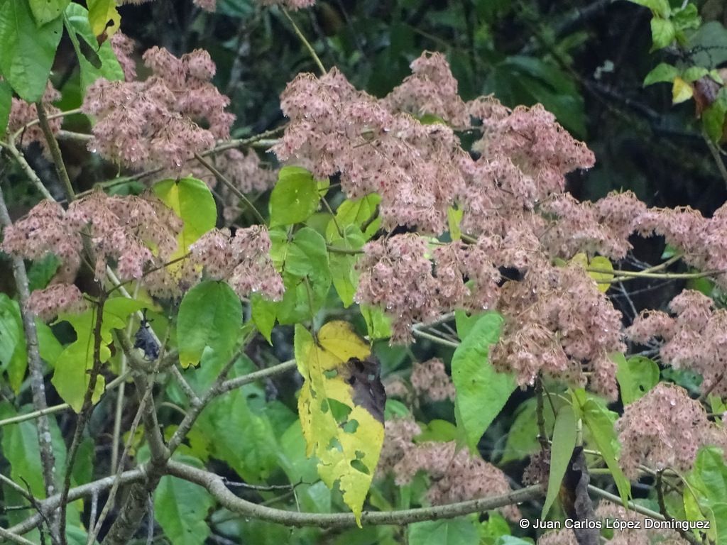 Heliocarpus donnellsmithii