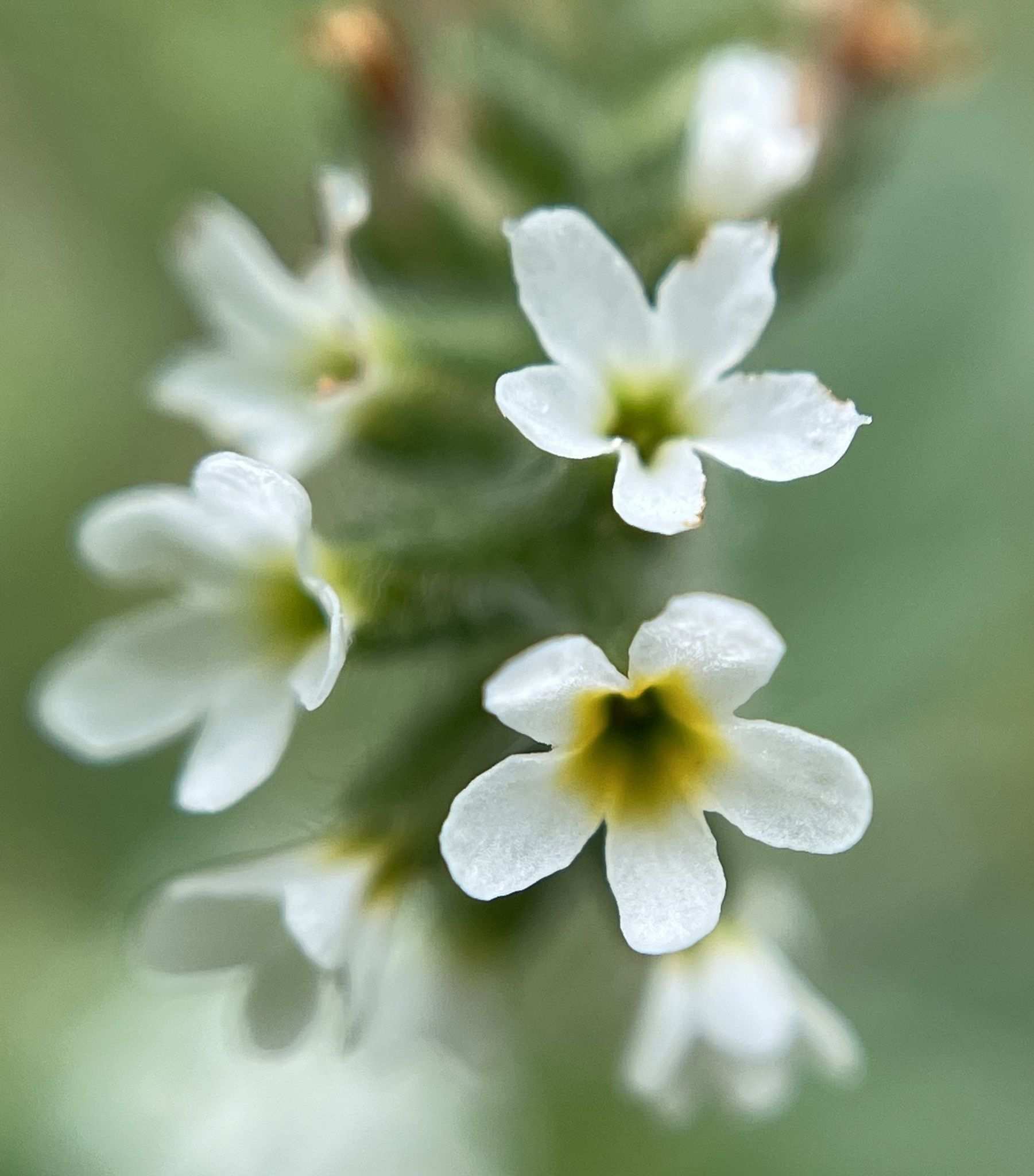Heliotropium europaeum