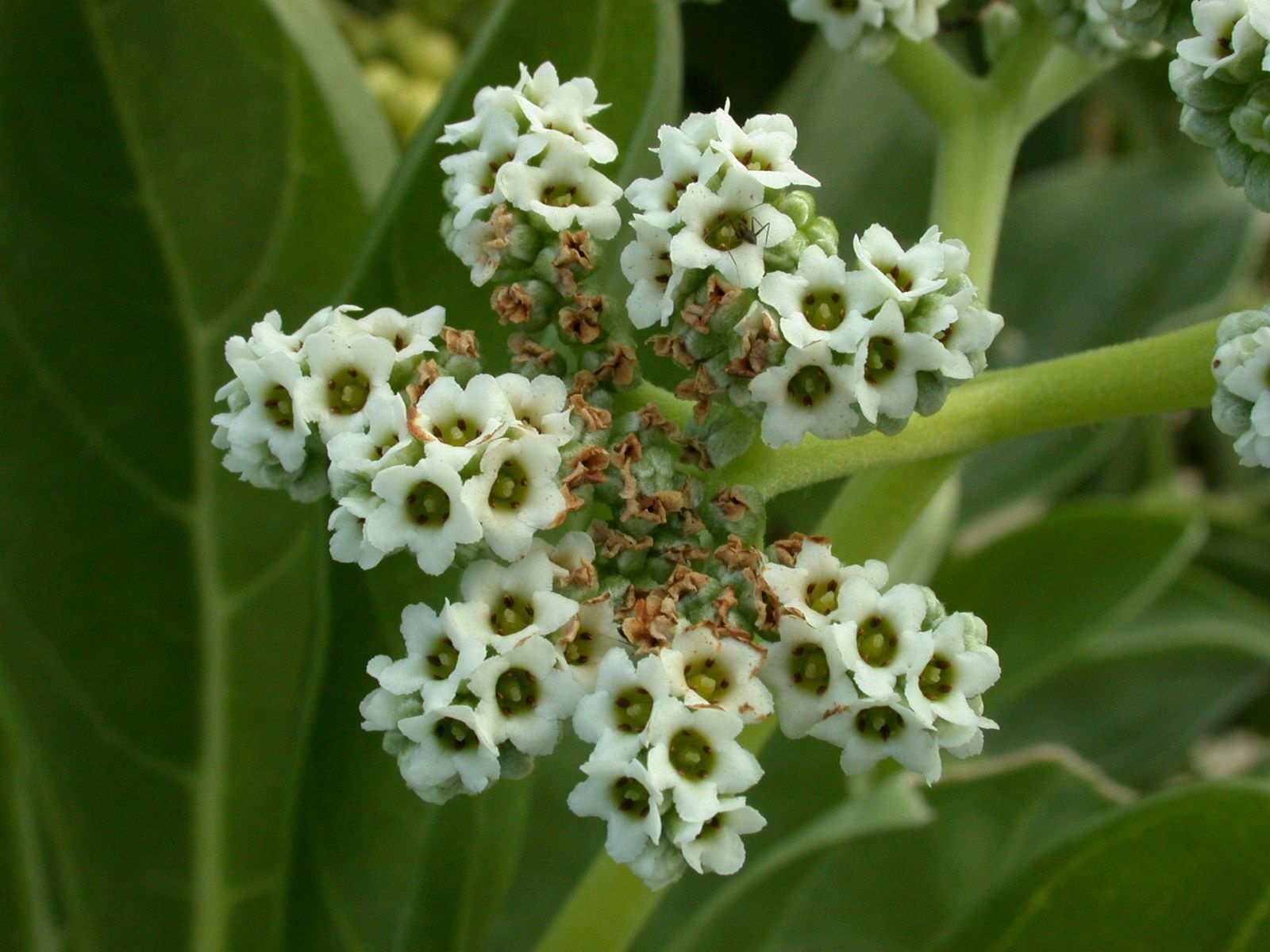 Heliotropium foertherianum