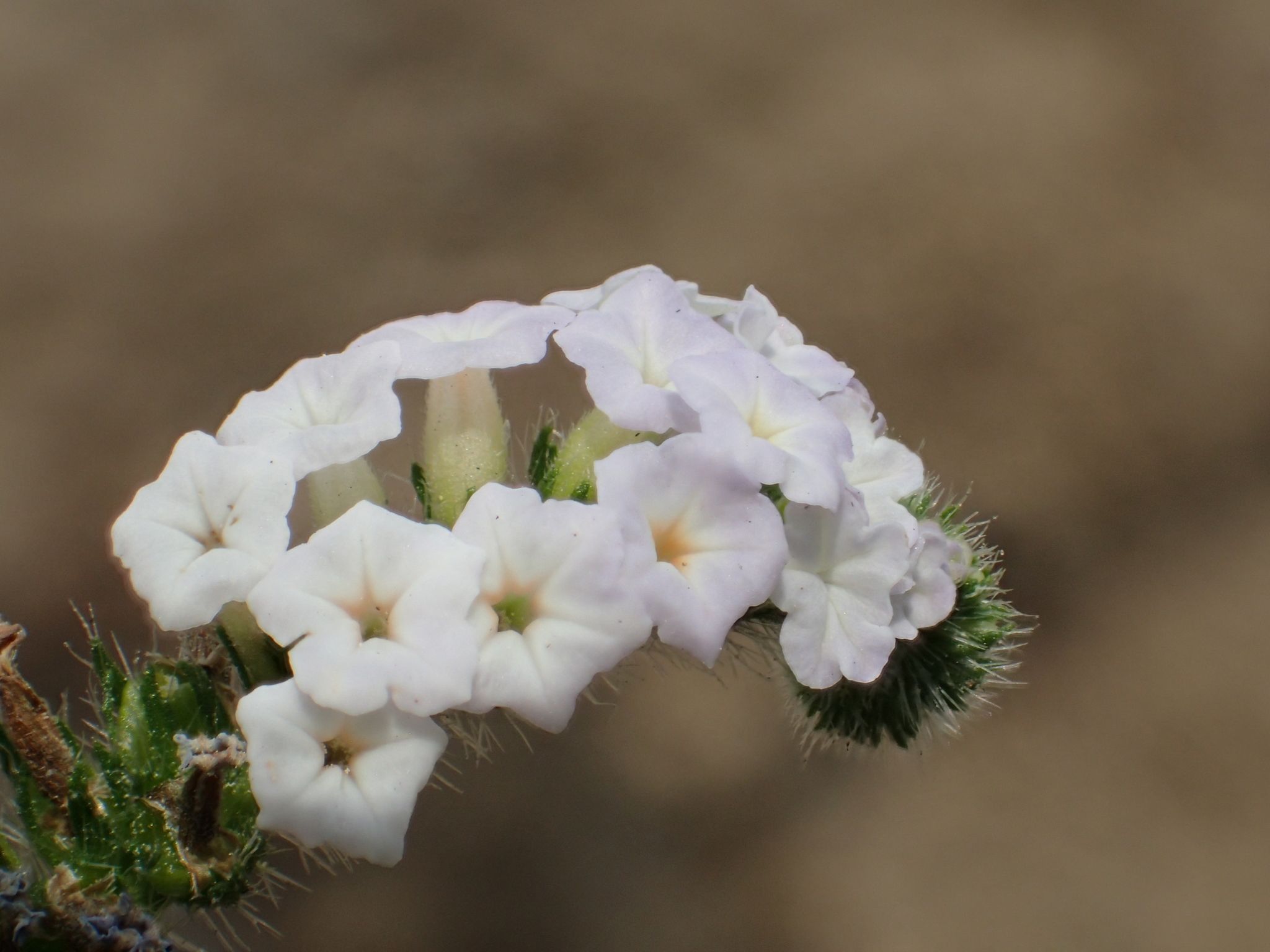Heliotropium indicum