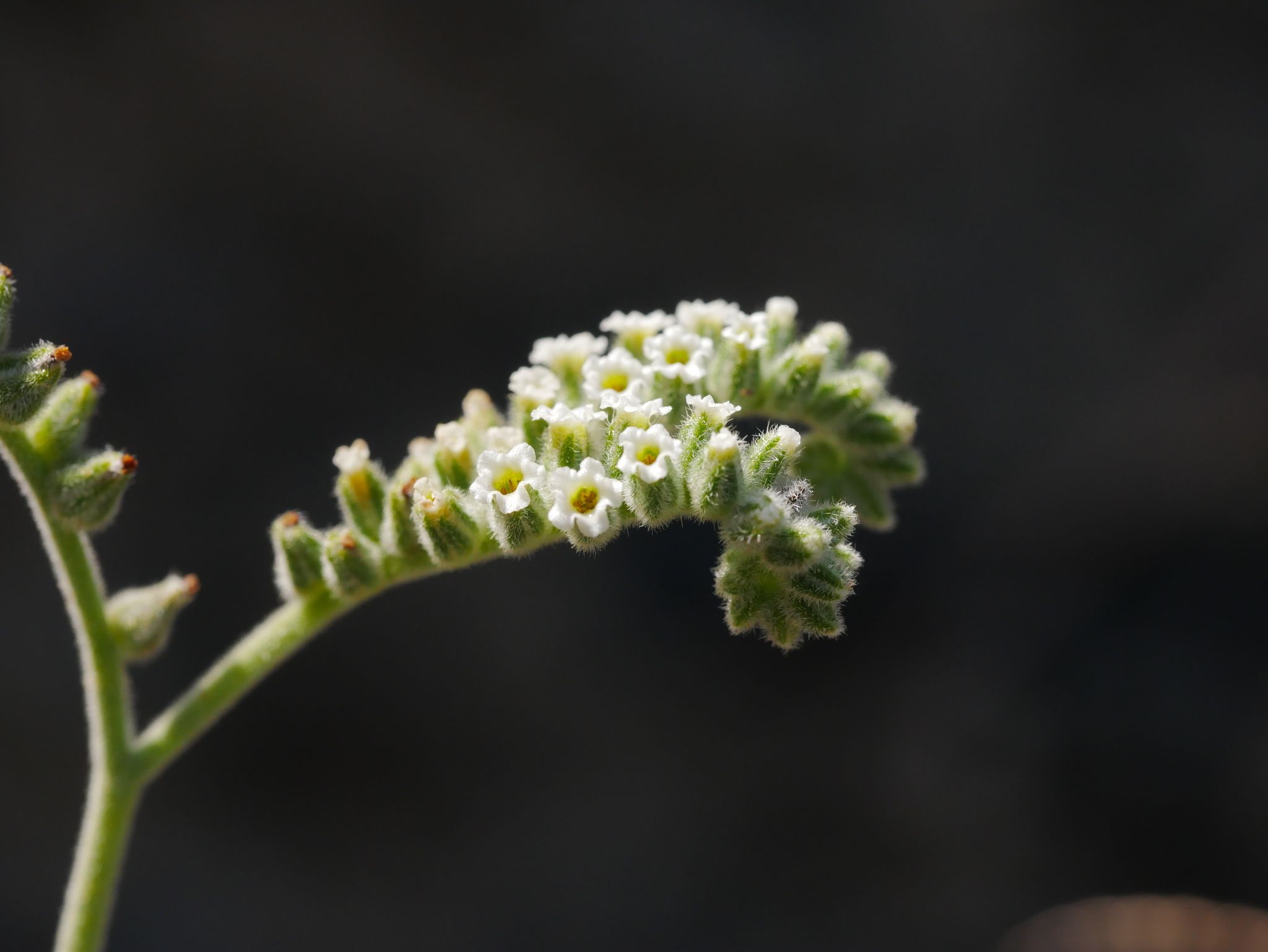 Heliotropium lasiocarpum