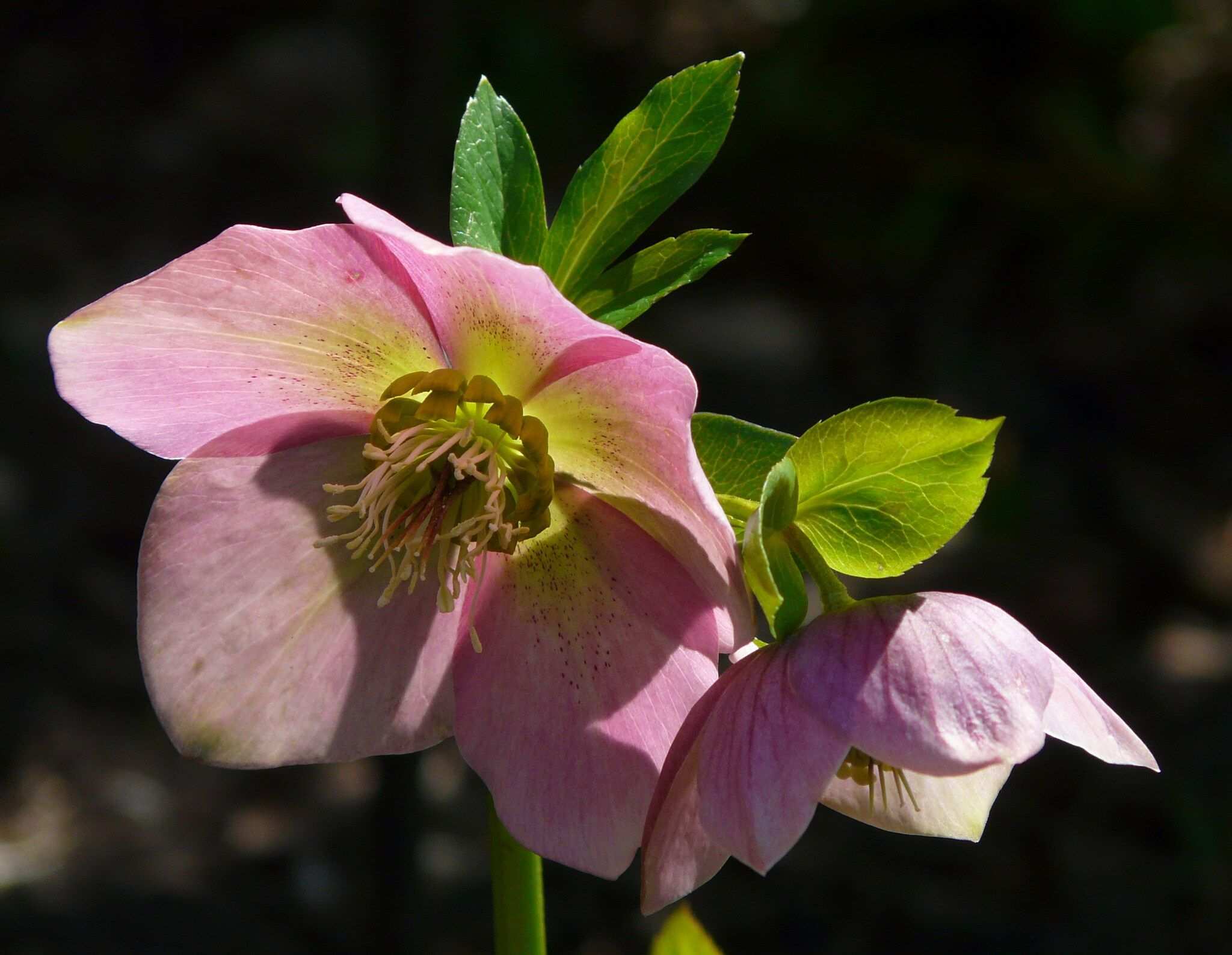Helleborus