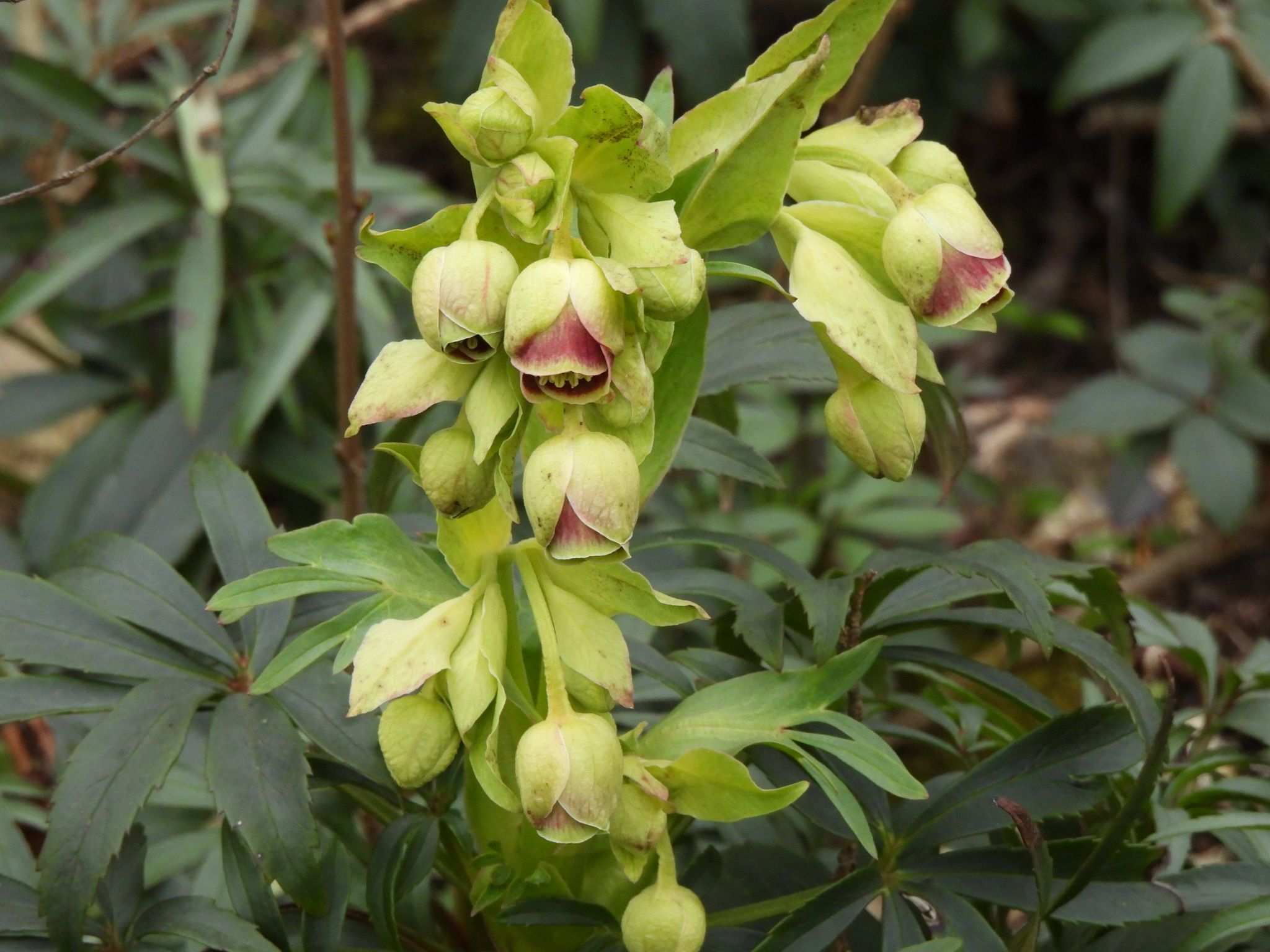 Helleborus foetidus