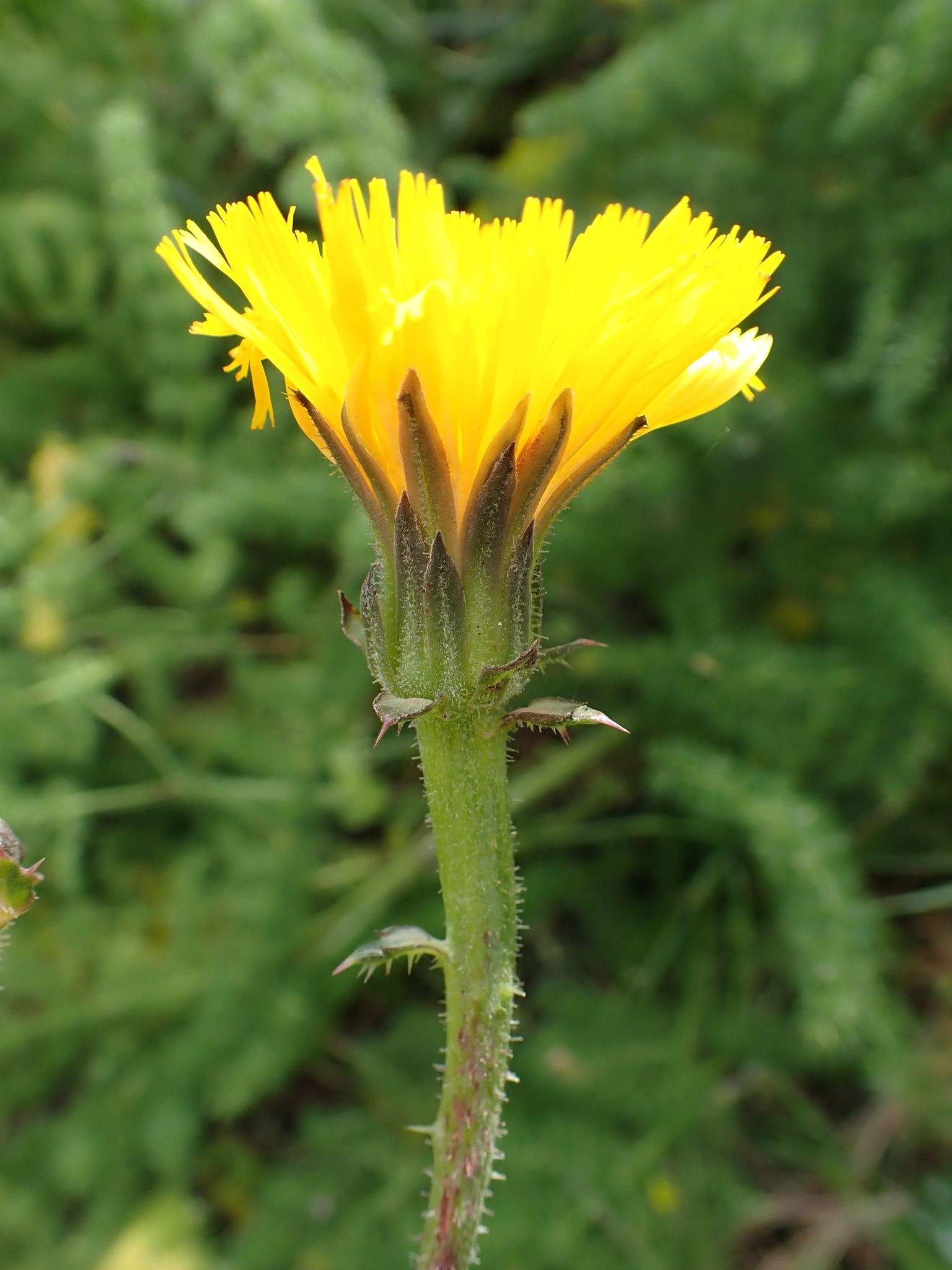 Helminthotheca aculeata